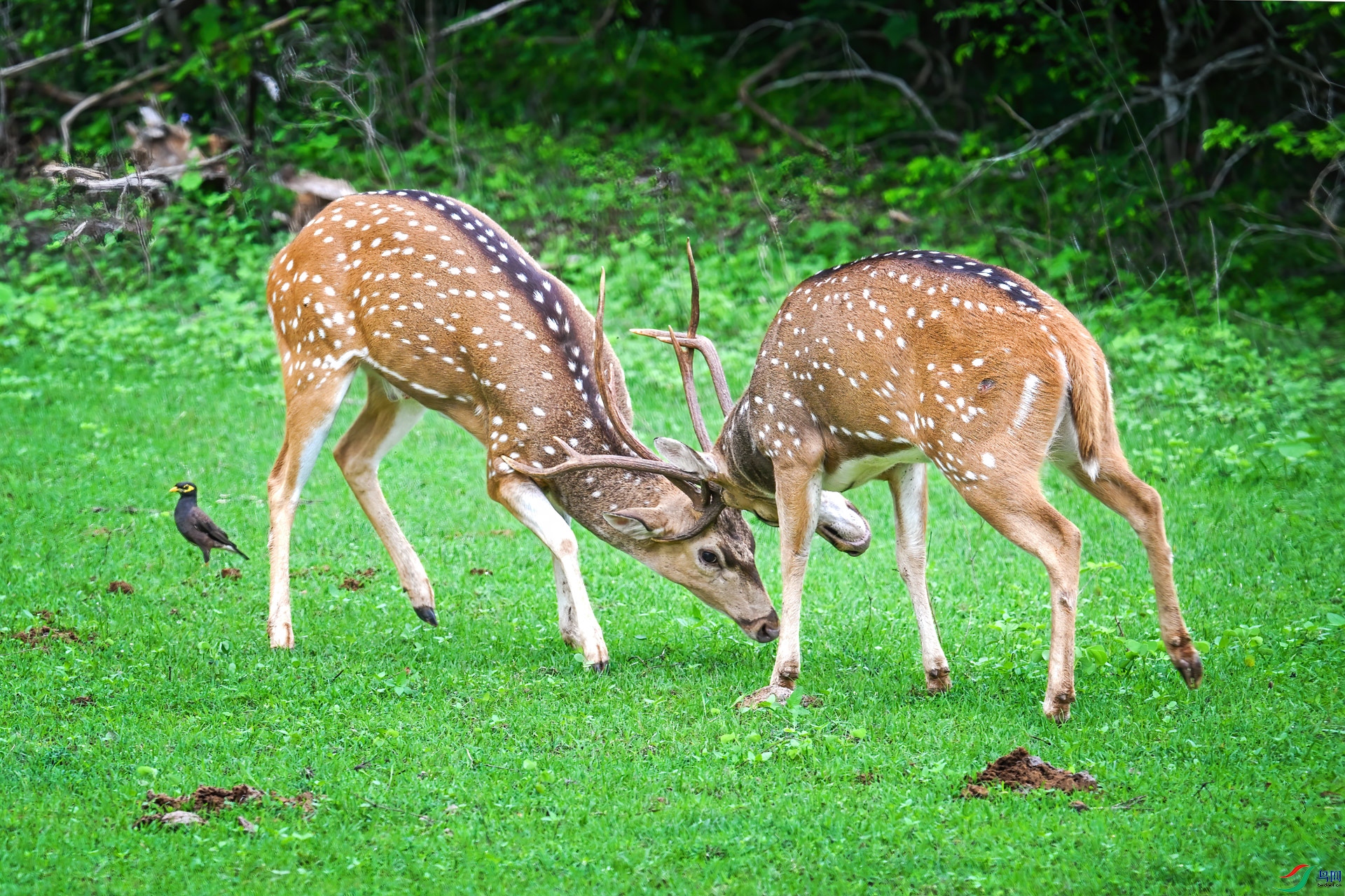DSC_7611.jpg