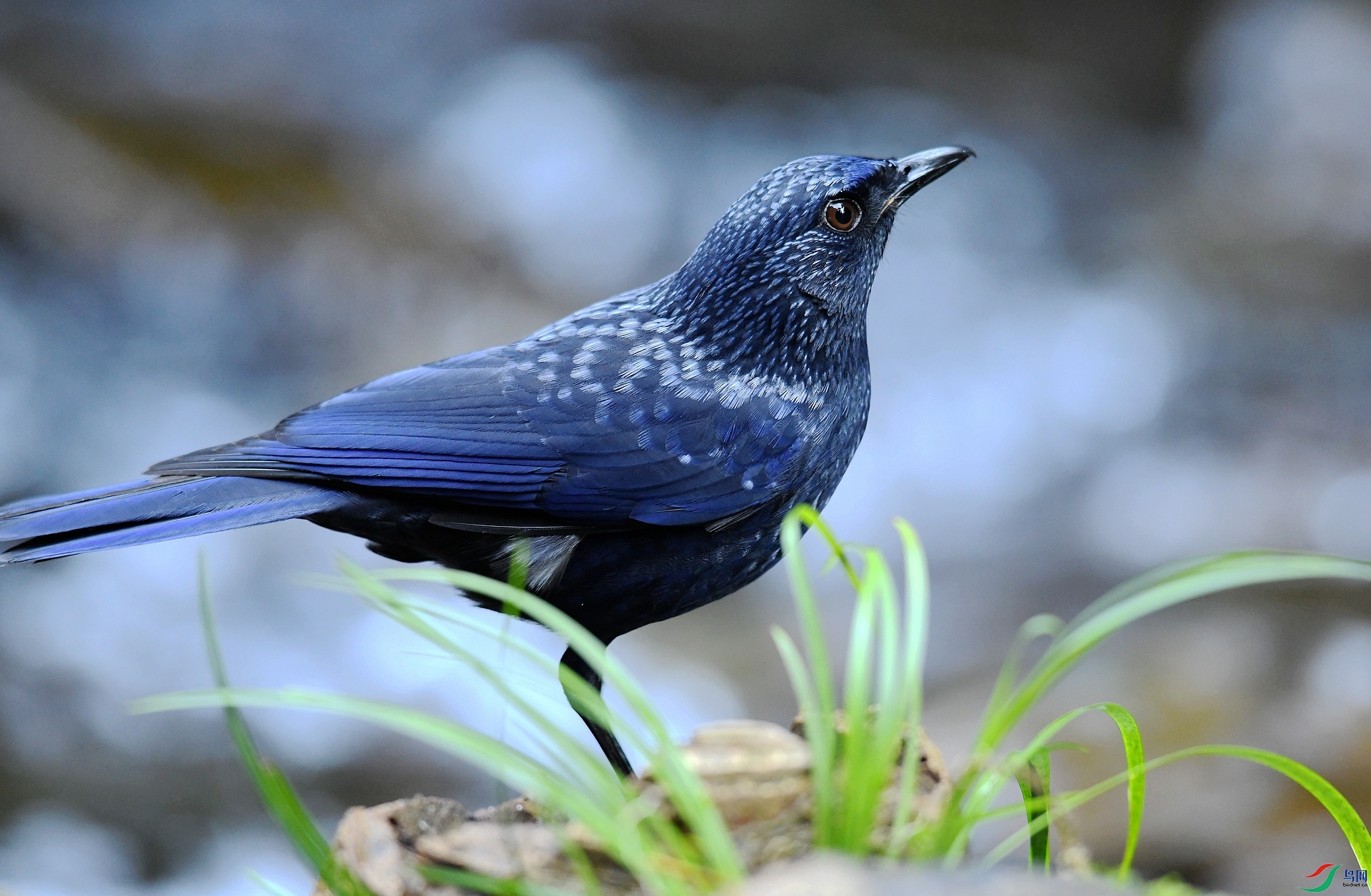 DSC_5434.jpg