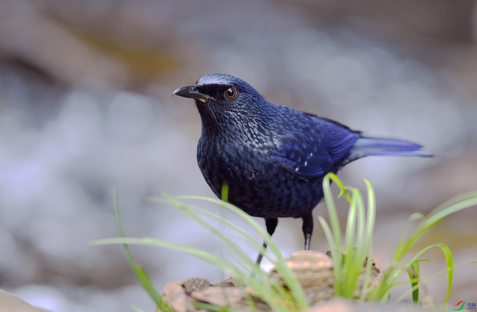 DSC_5419.jpg