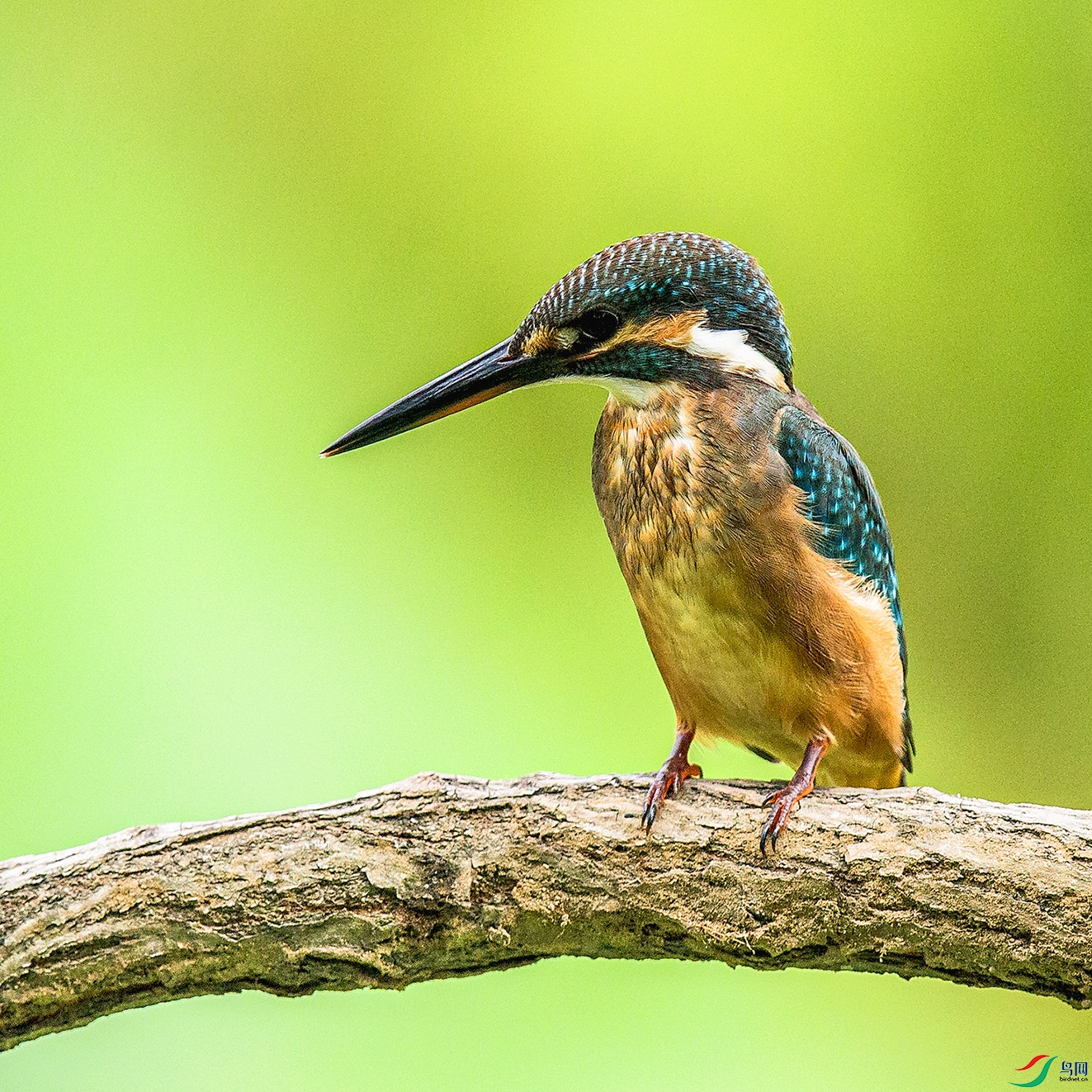 _MG_0344 ����.jpg