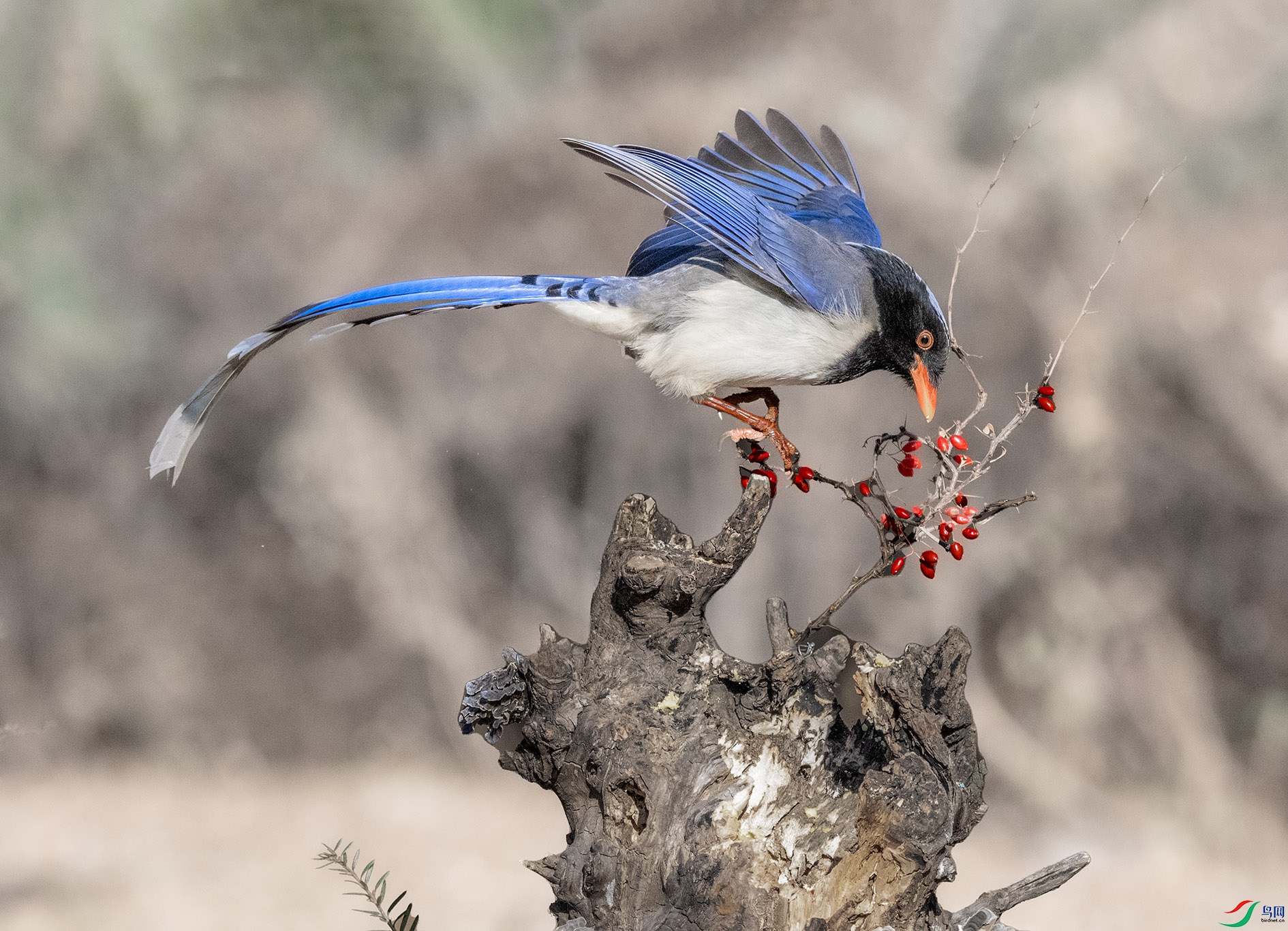 DSC_8938_��ͼ�� ����.jpg