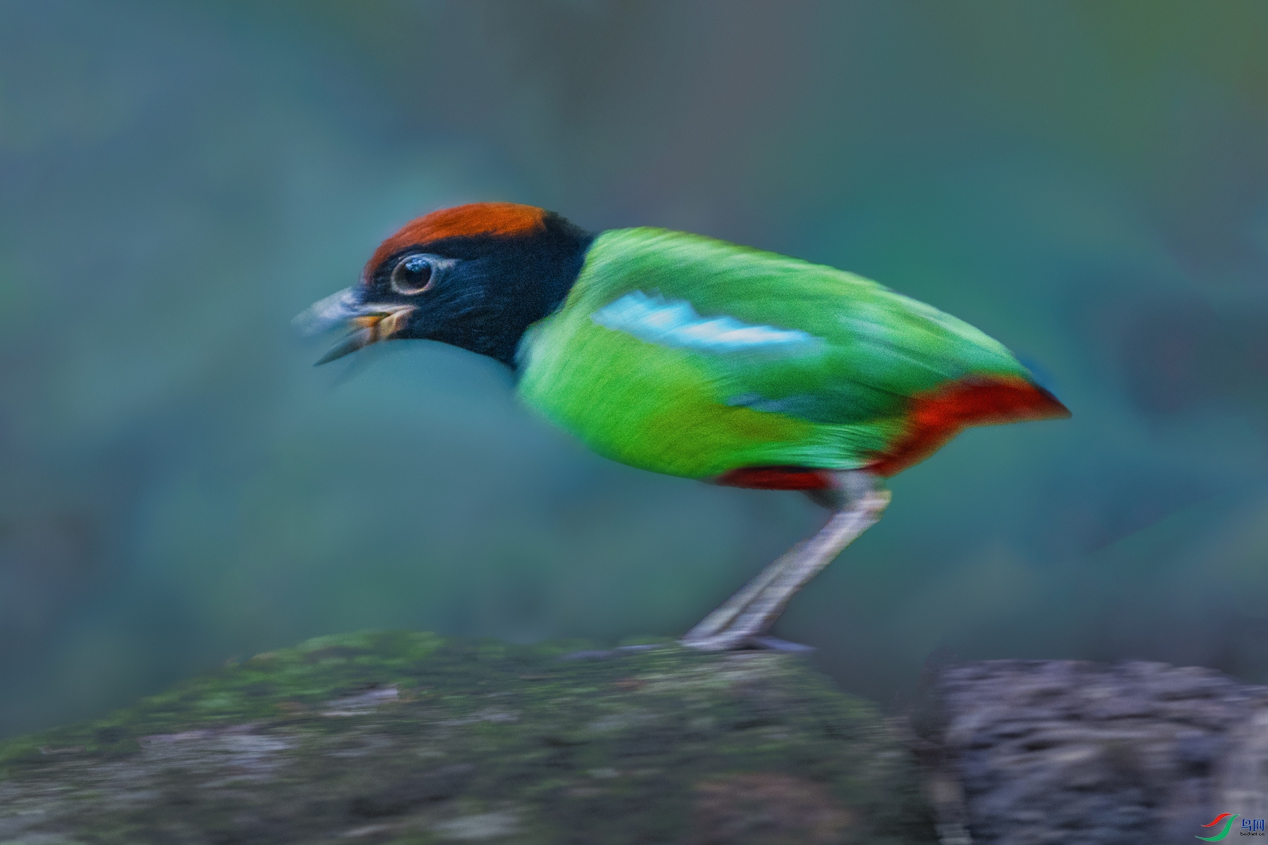 ���ذ�ɫ�----����֮��������