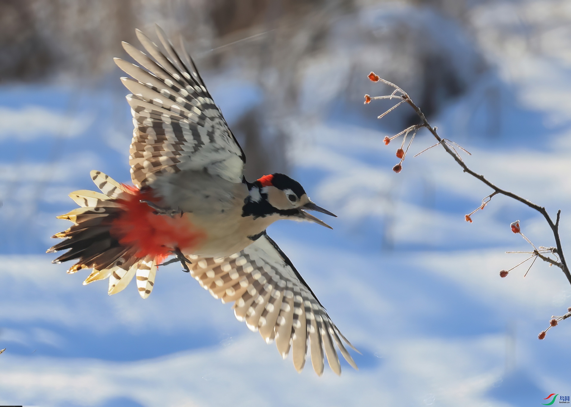 5E8A1943----33-DeNoiseAI-denoise.jpg---2.jpg