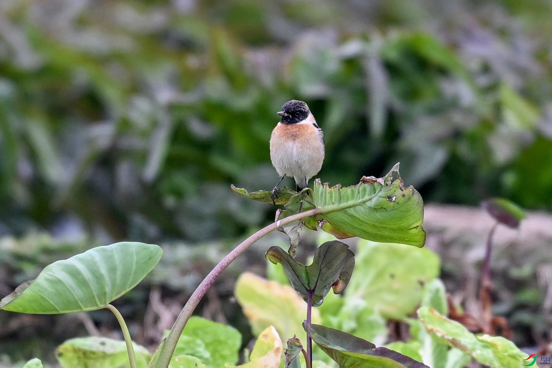DSC_5244.JPG