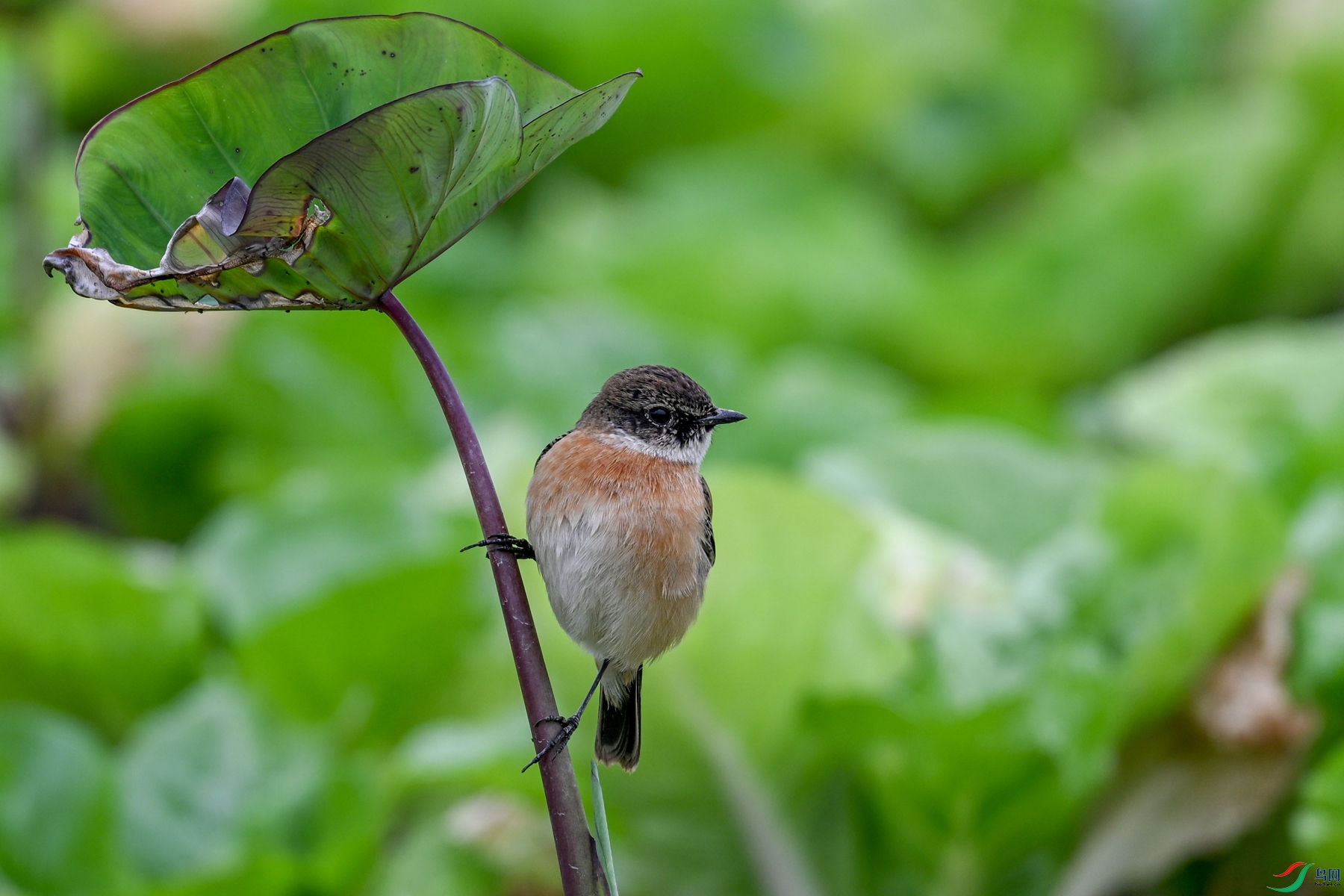 DSC_5326.JPG