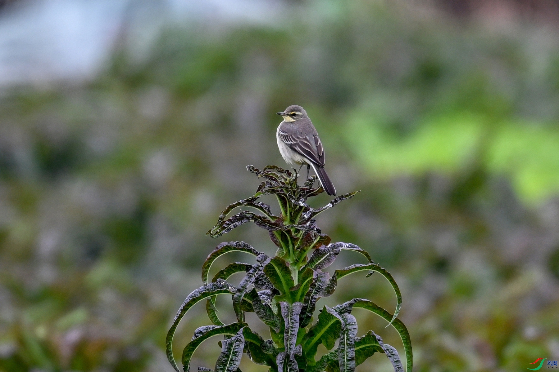 DSC_5397.JPG