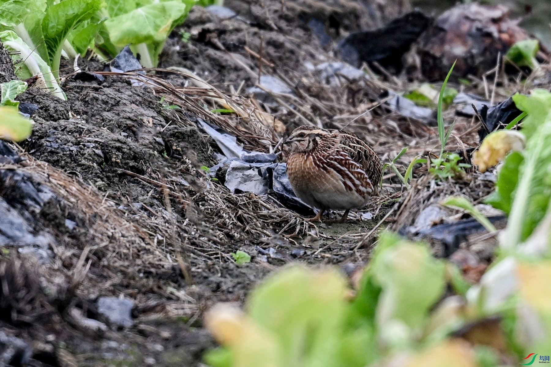 DSC_5543.JPG