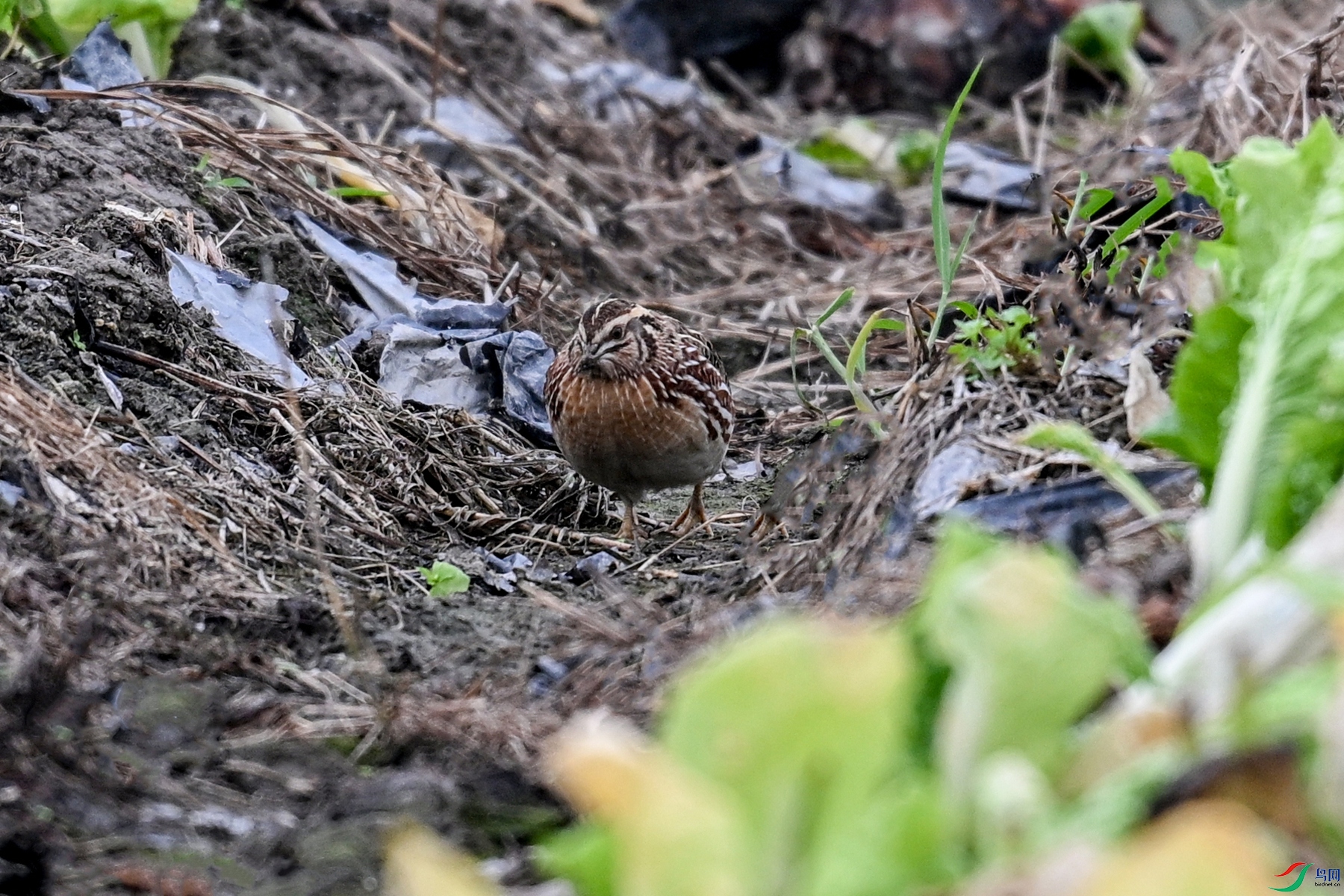 DSC_5635.JPG