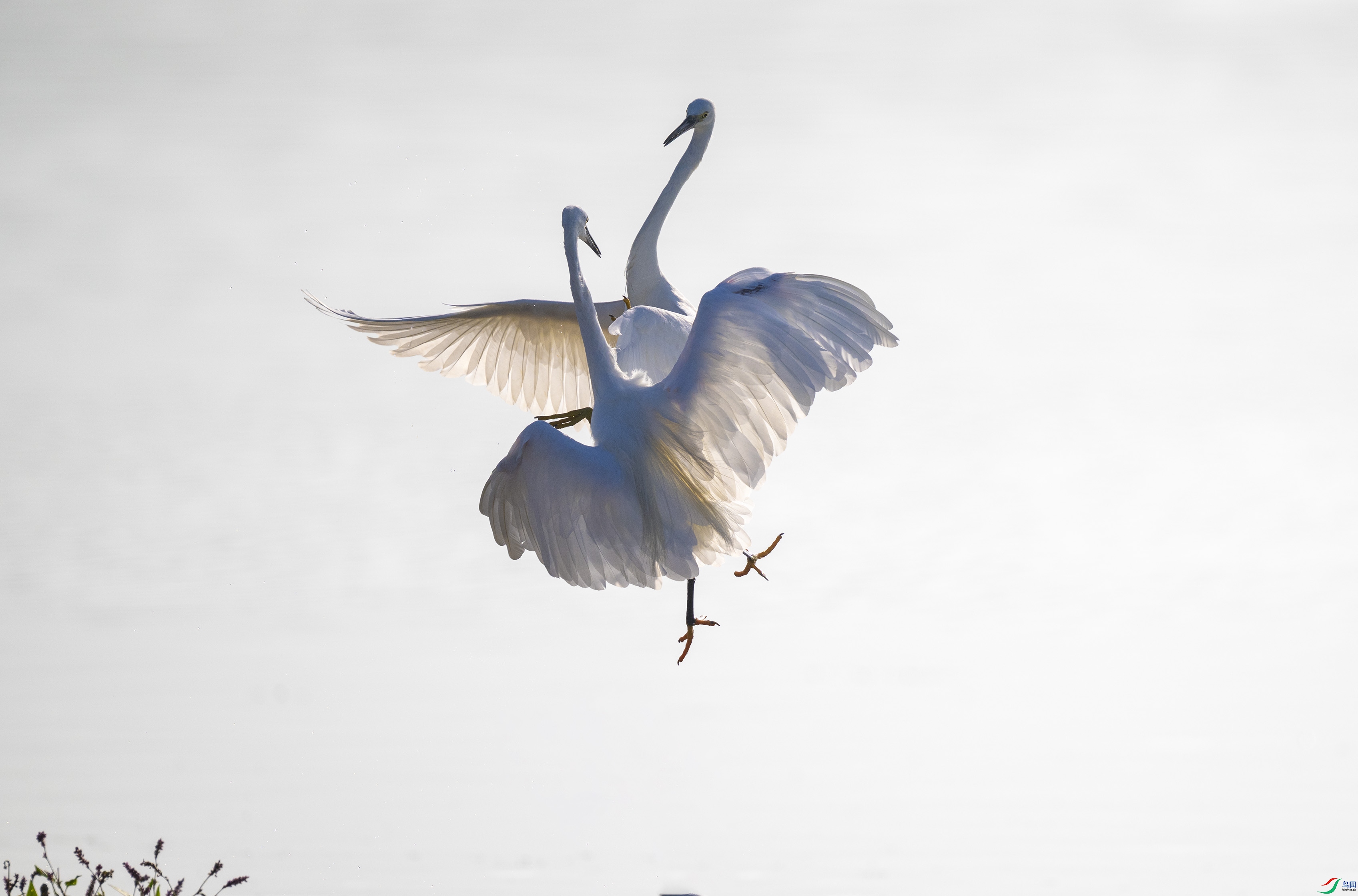 DSC_9886.jpg
