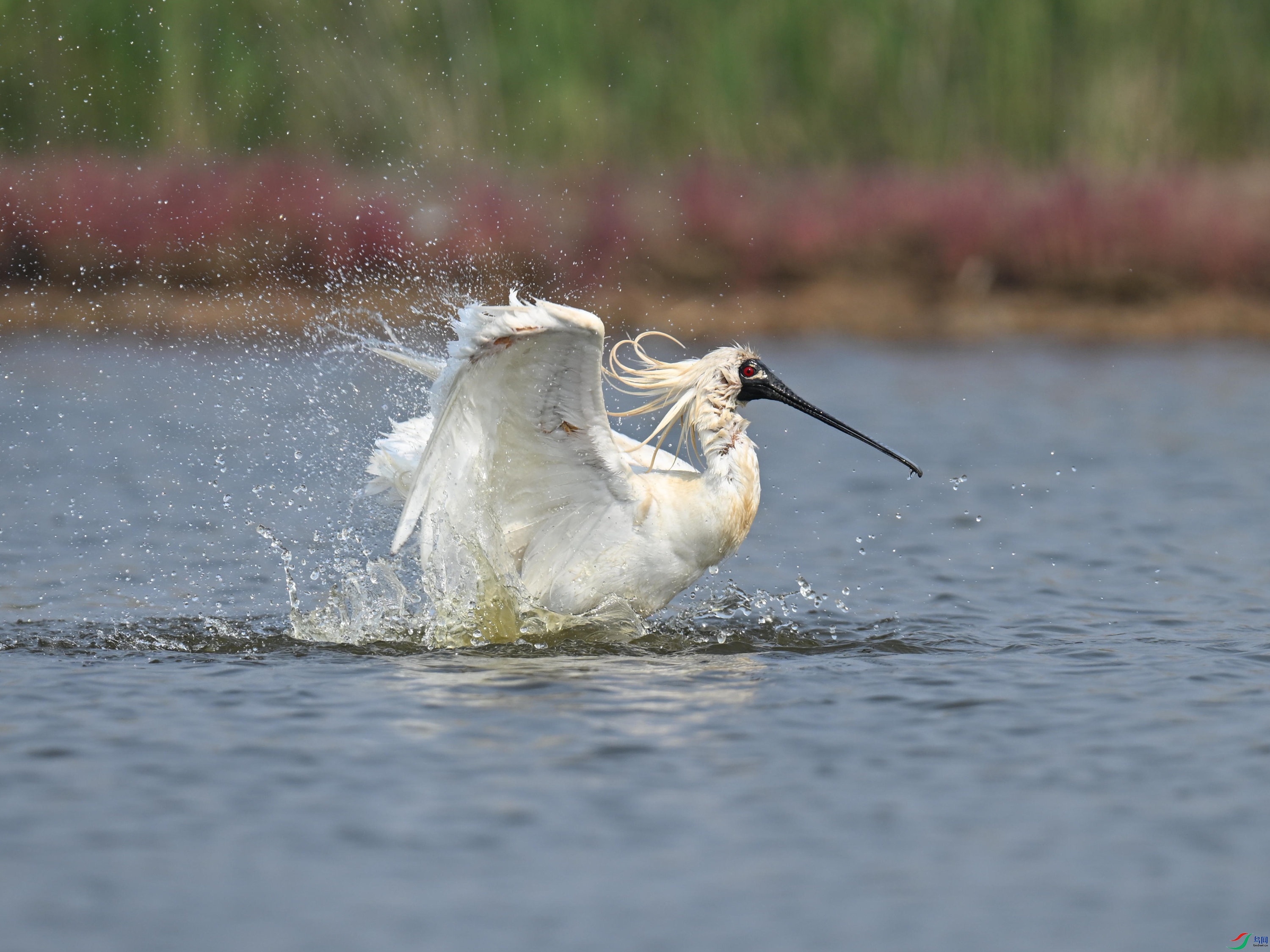 �������� (66).jpg