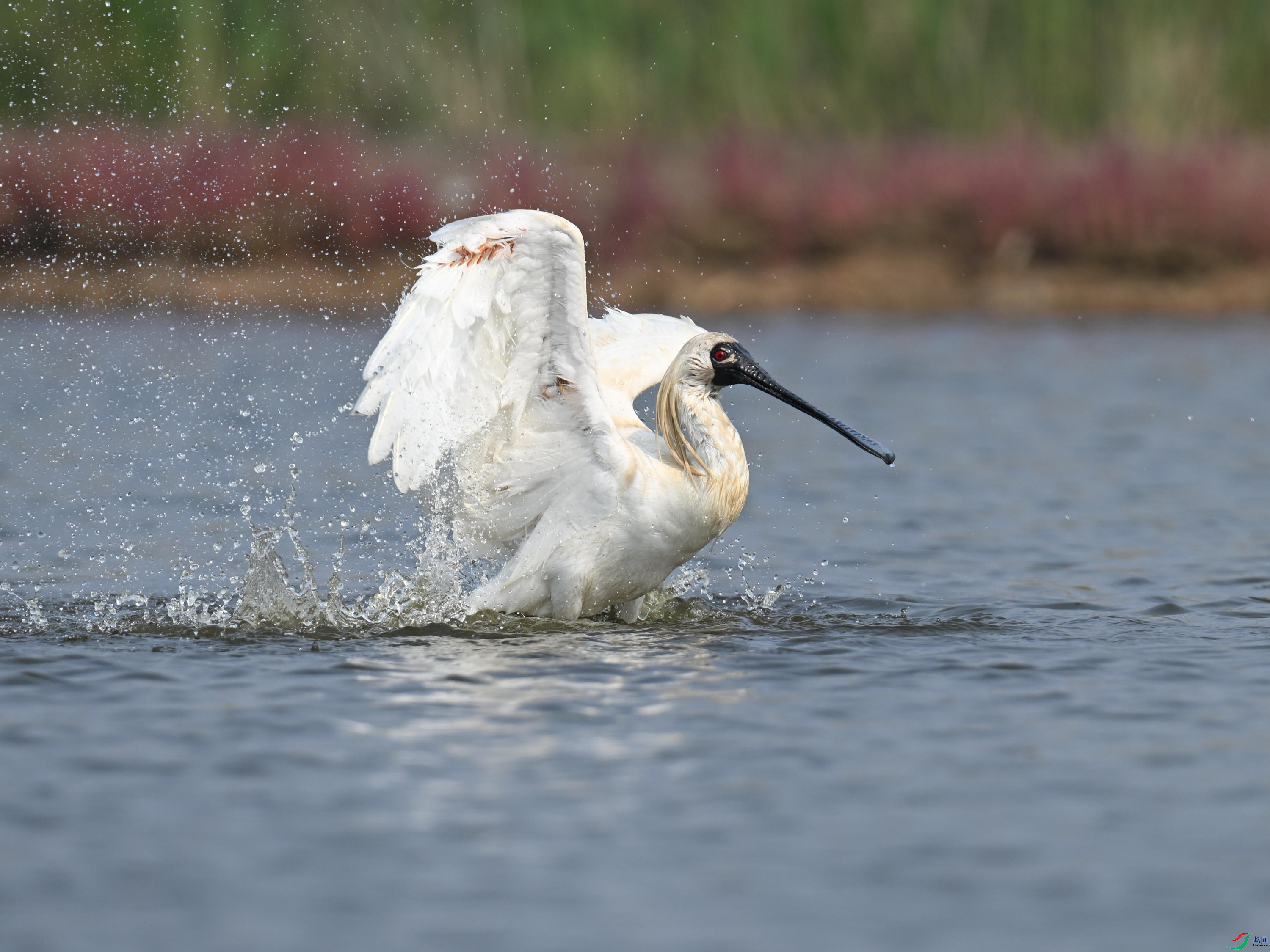 �������� (72).jpg