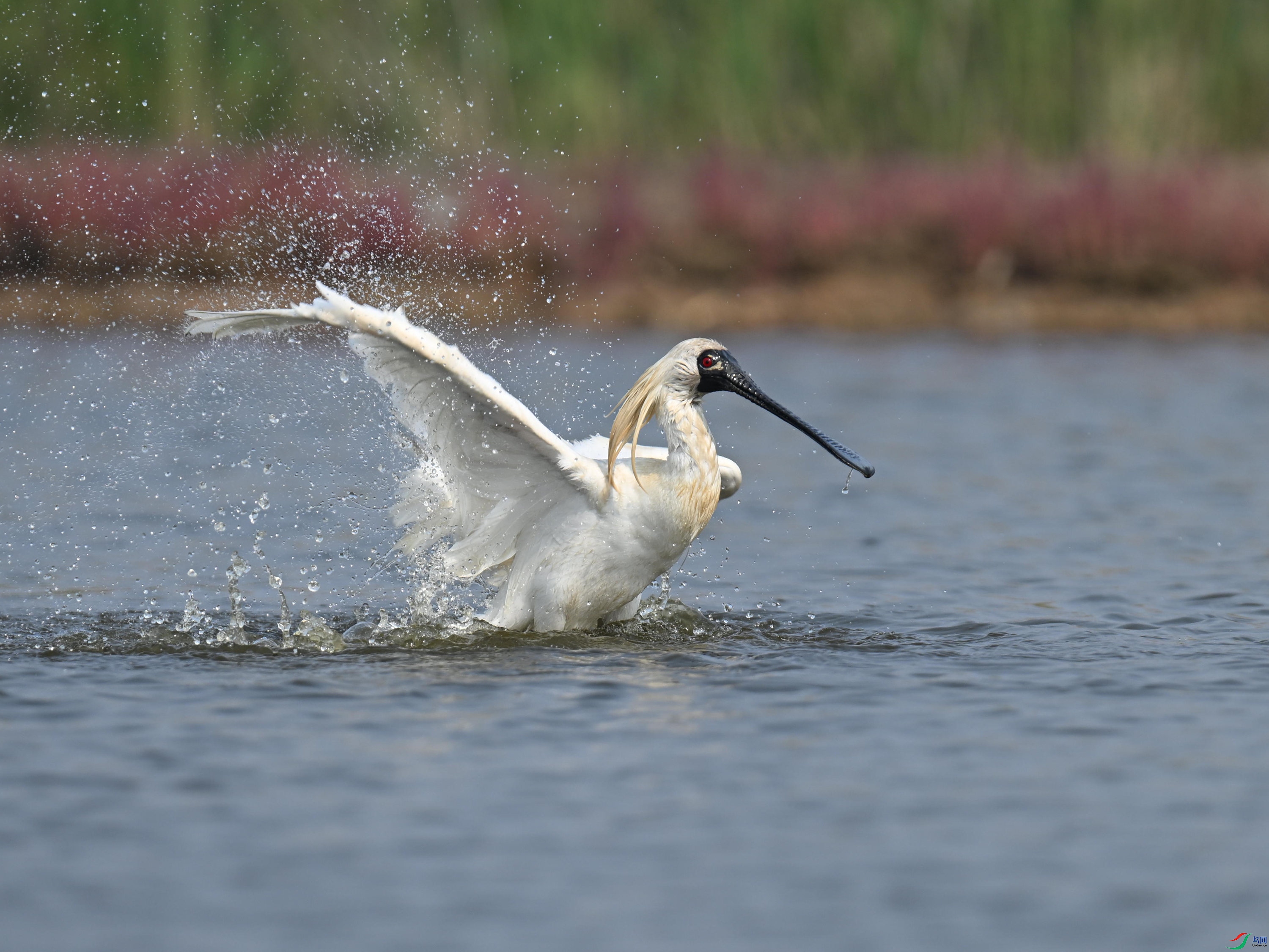 �������� (73).jpg