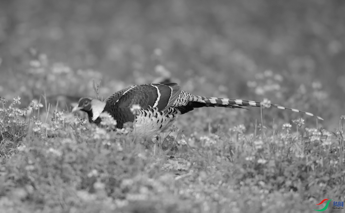 _DSC17 (1)zx_������С.jpg