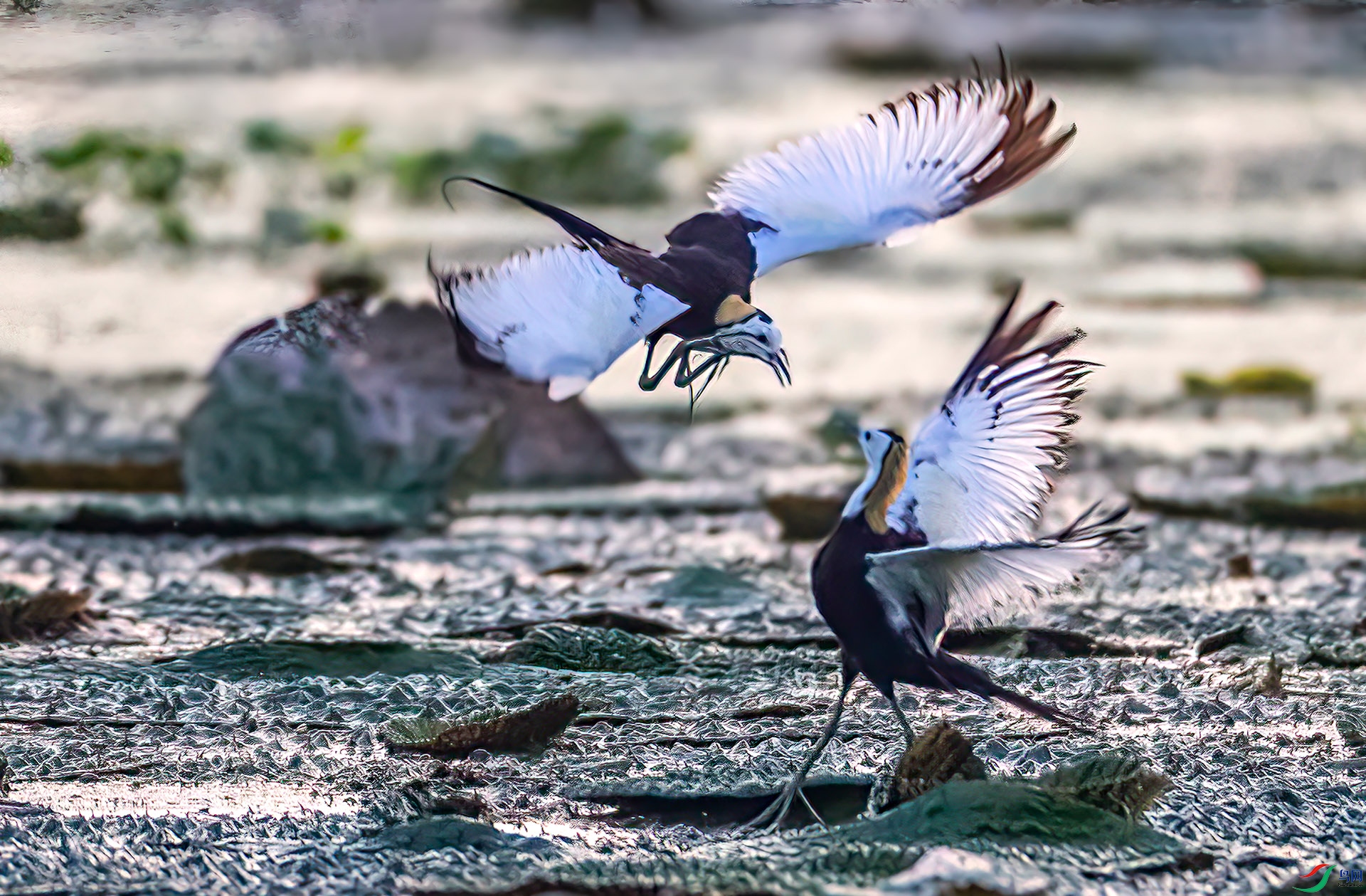 _S7I0270 ����-Sh----1 .jpg