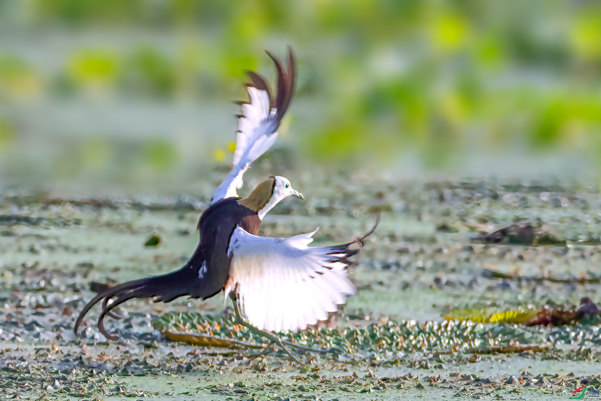 _S7I0754 ����-Sh----1 .jpg