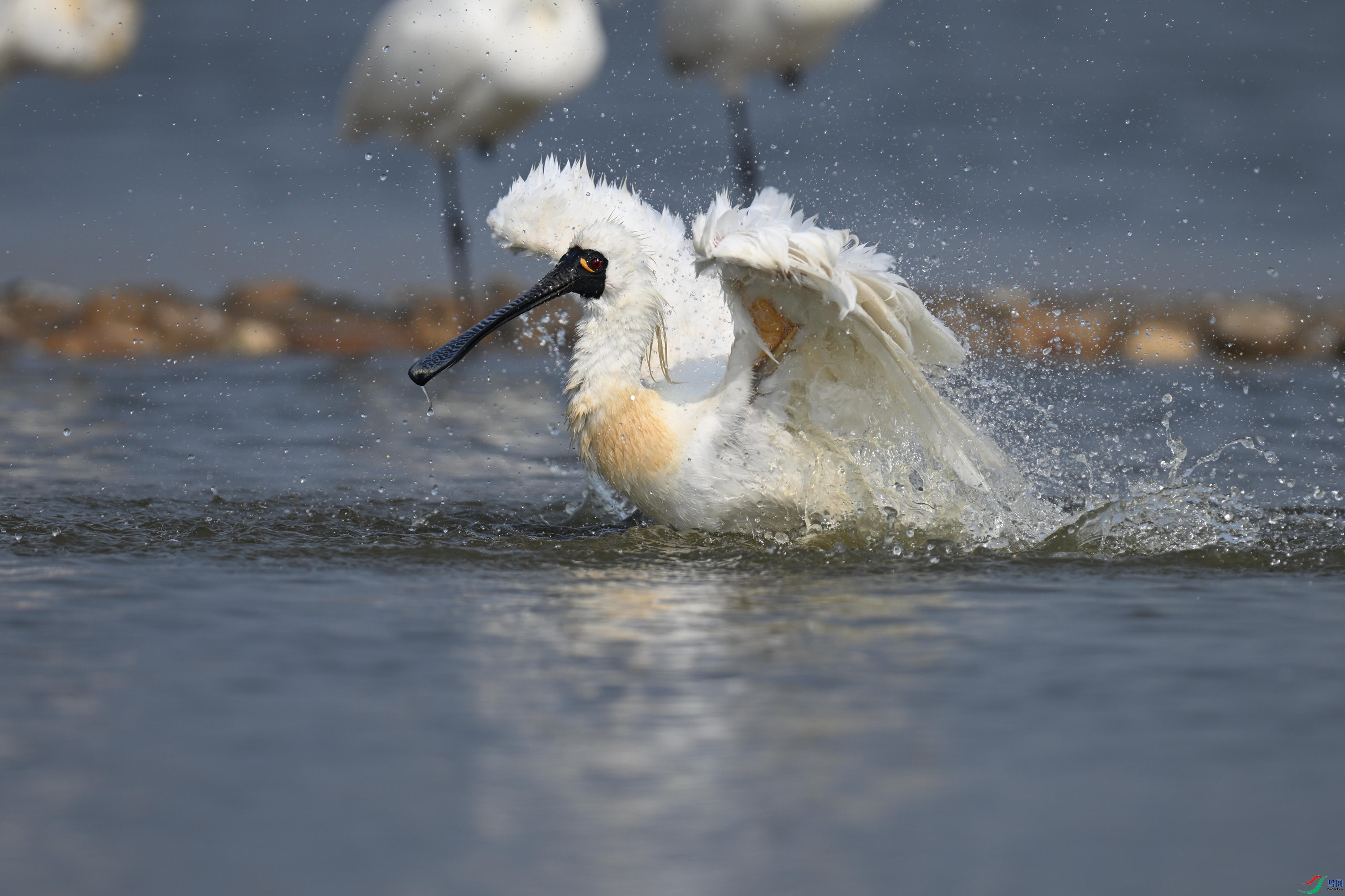 �������� (87).jpg