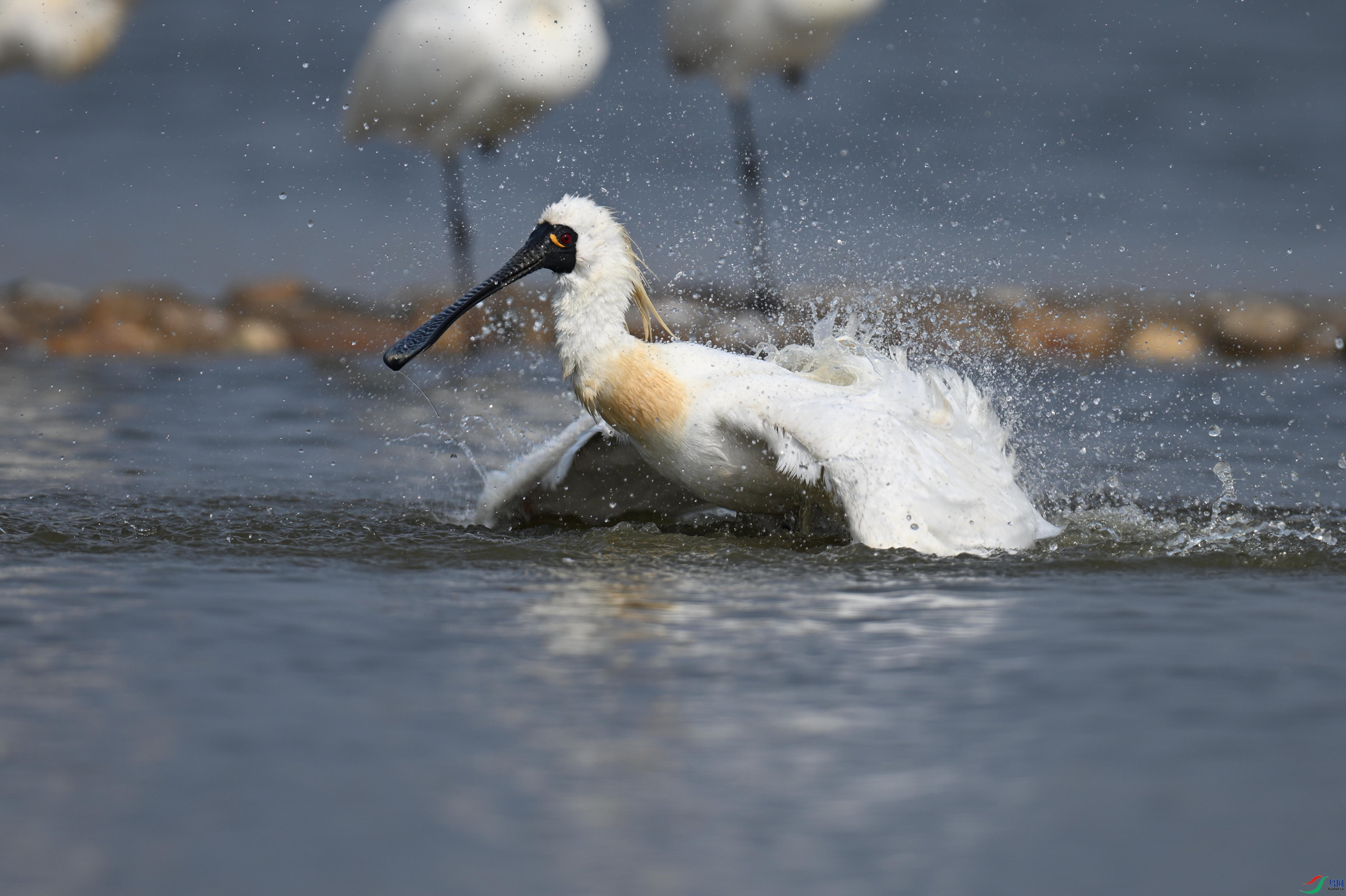 �������� (88).jpg