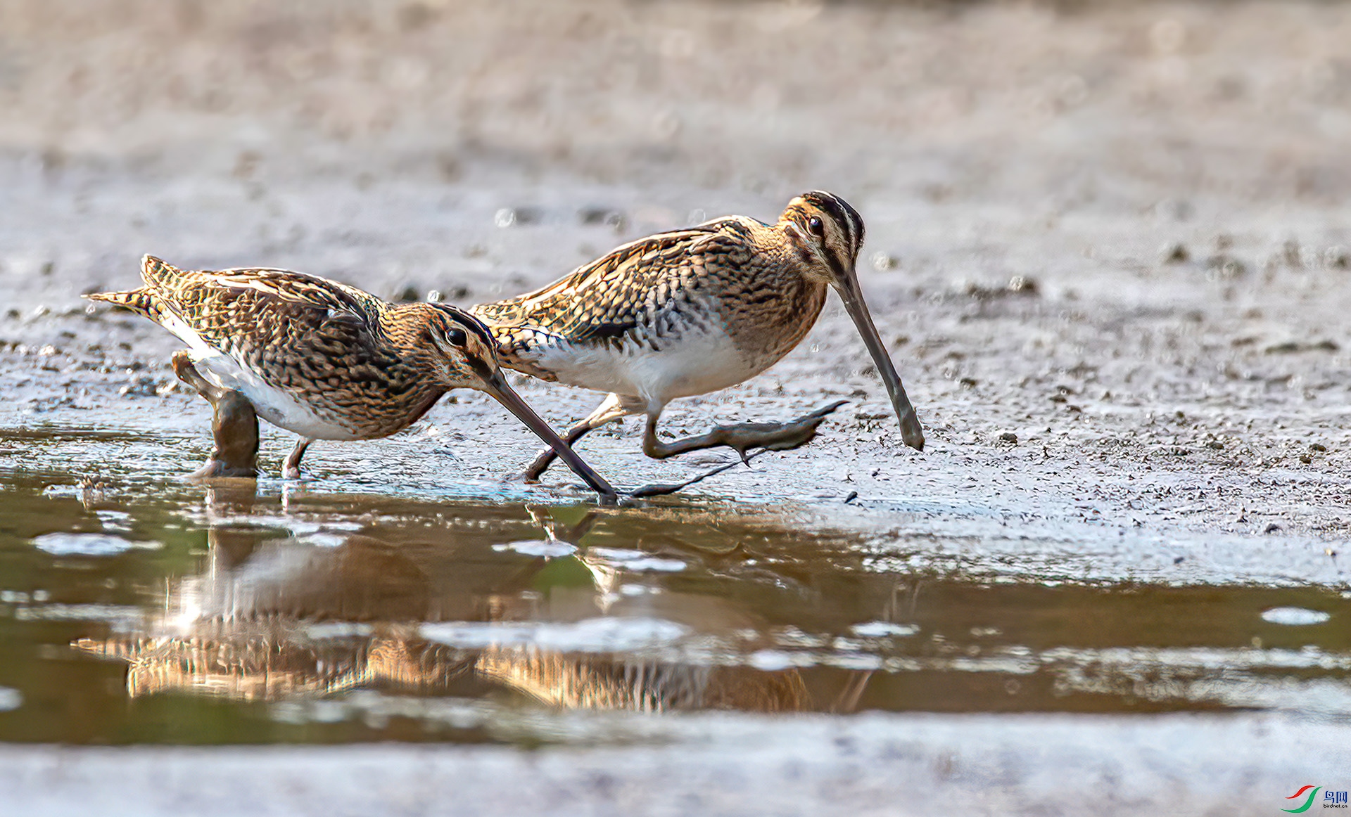 AS7I1665 ����-Sh-----1 .jpg