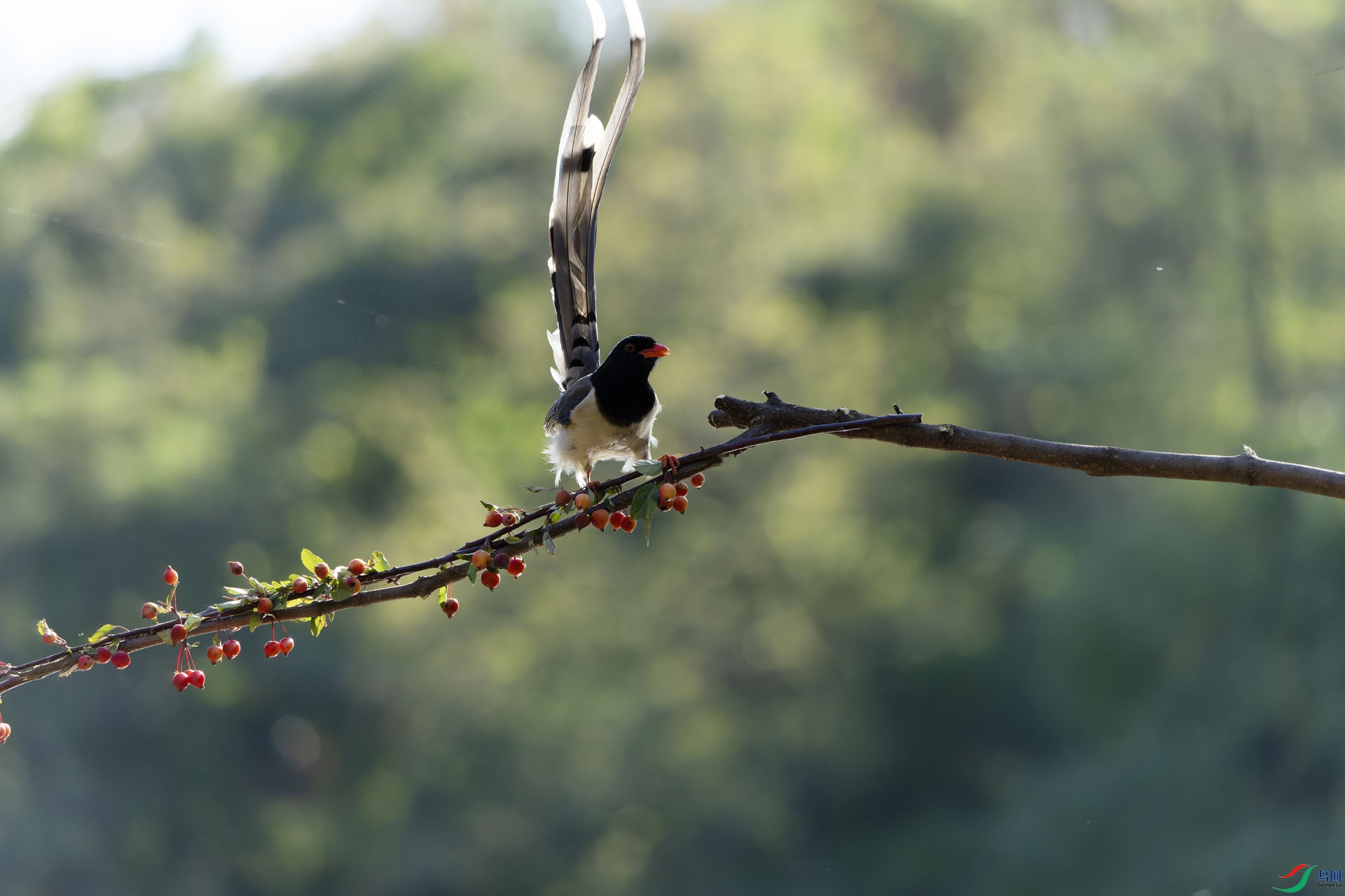 DSC09338-ARW_DxO_DeepPRIME ����.jpg