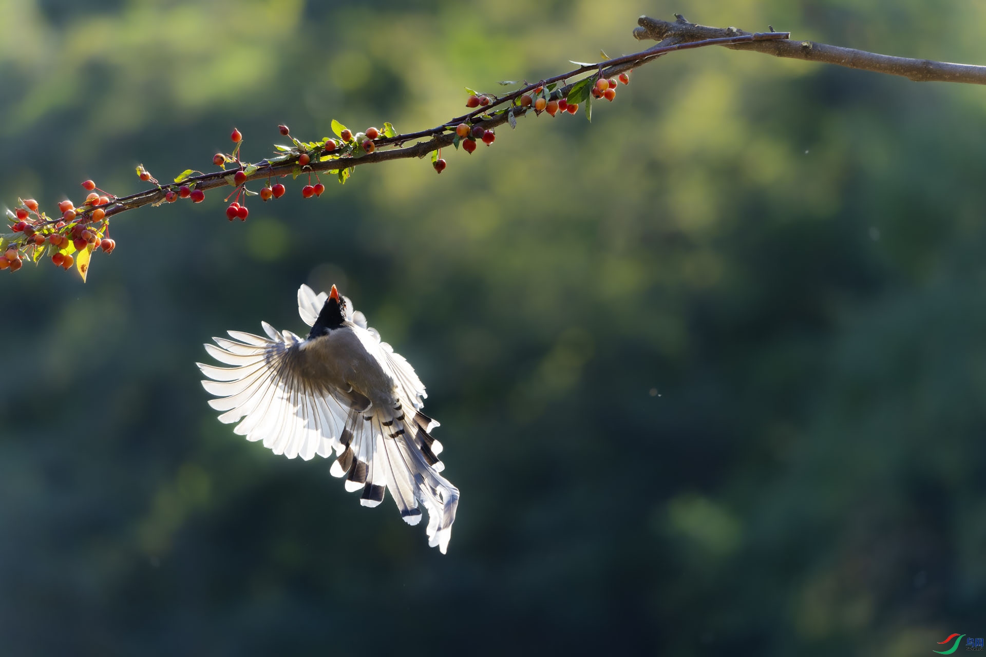 DSC09435-ARW_DxO_DeepPRIME ����.jpg