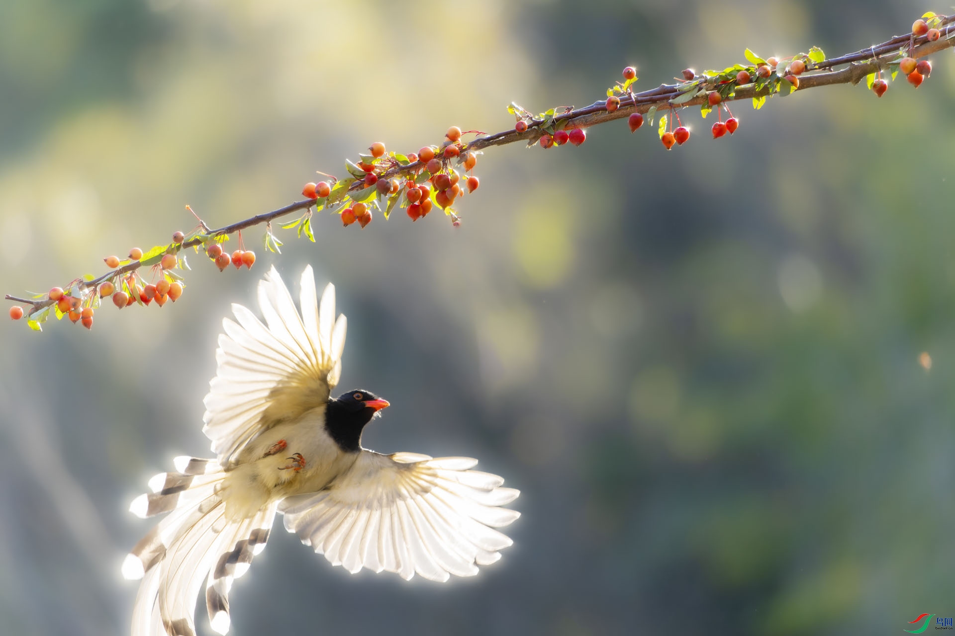 DSC09538-ARW_DxO_DeepPRIME ����.jpg