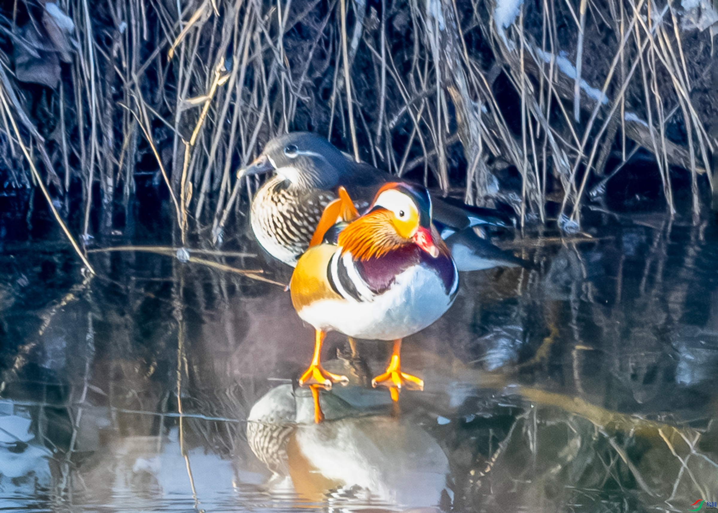 IMG_9295 ����.jpg