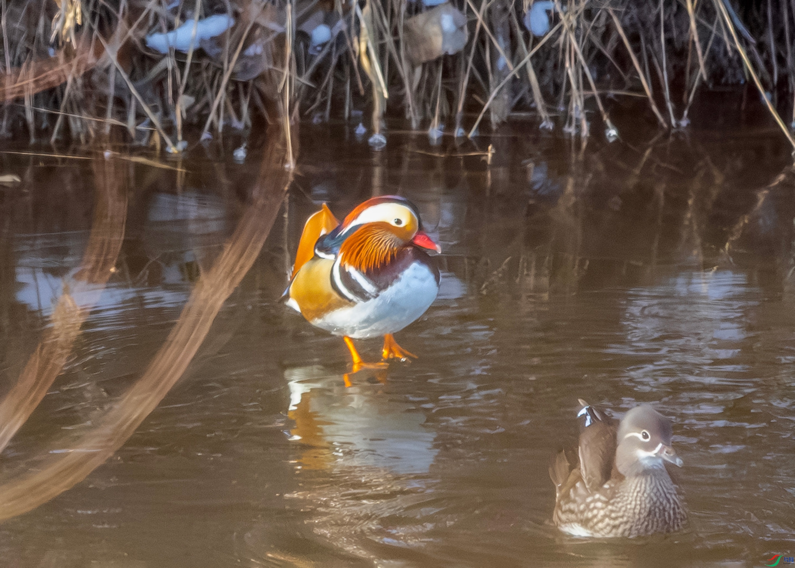 IMG_9261 ����.jpg