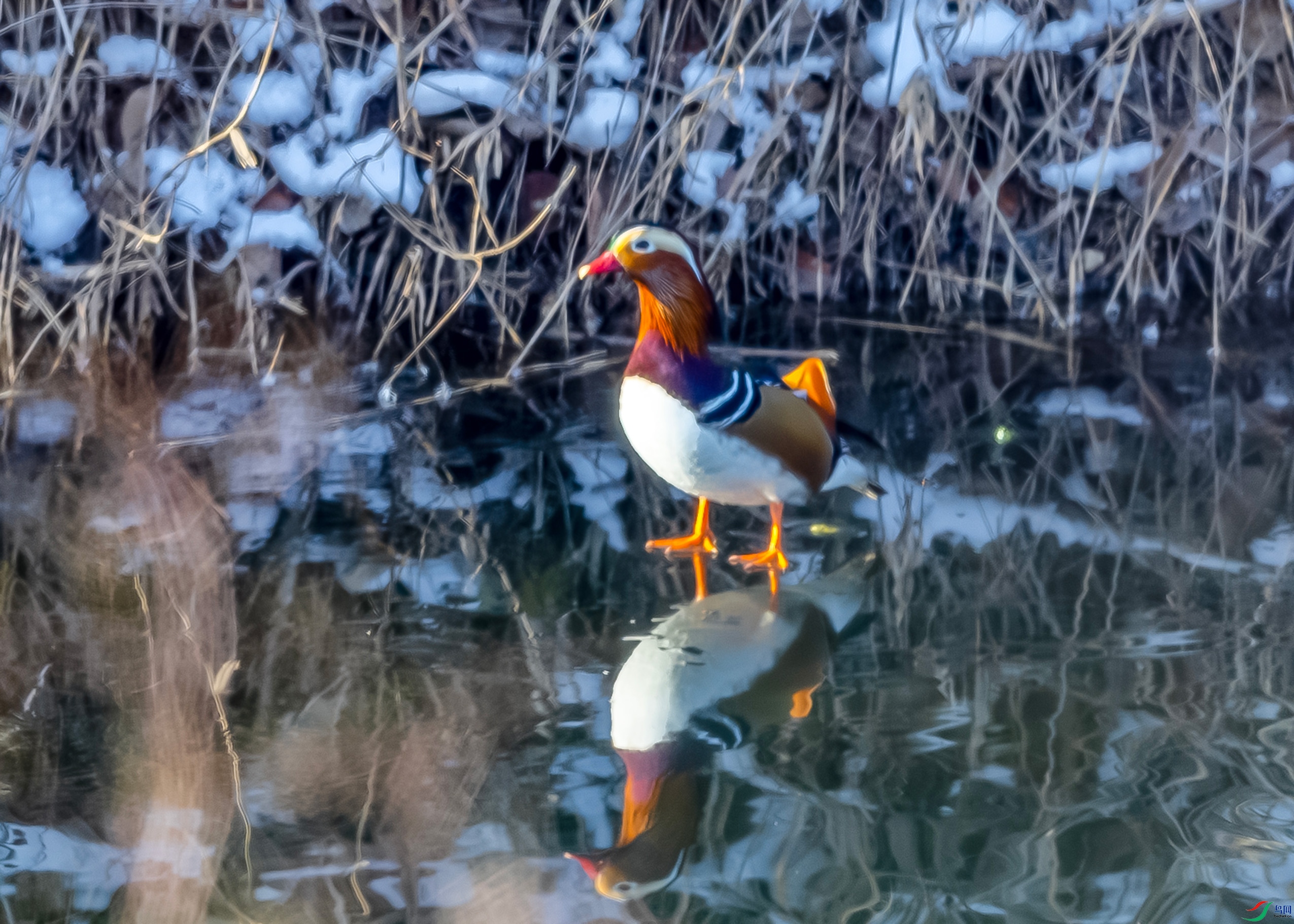 IMG_9372 ����.jpg