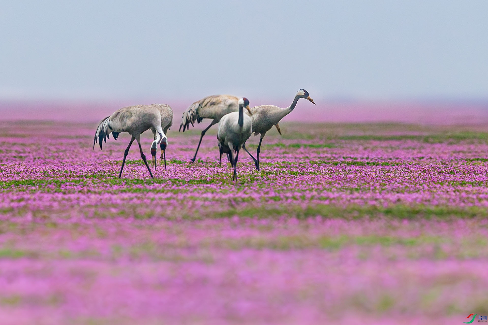 AI4T0002-����ǿ-NR ����.jpg