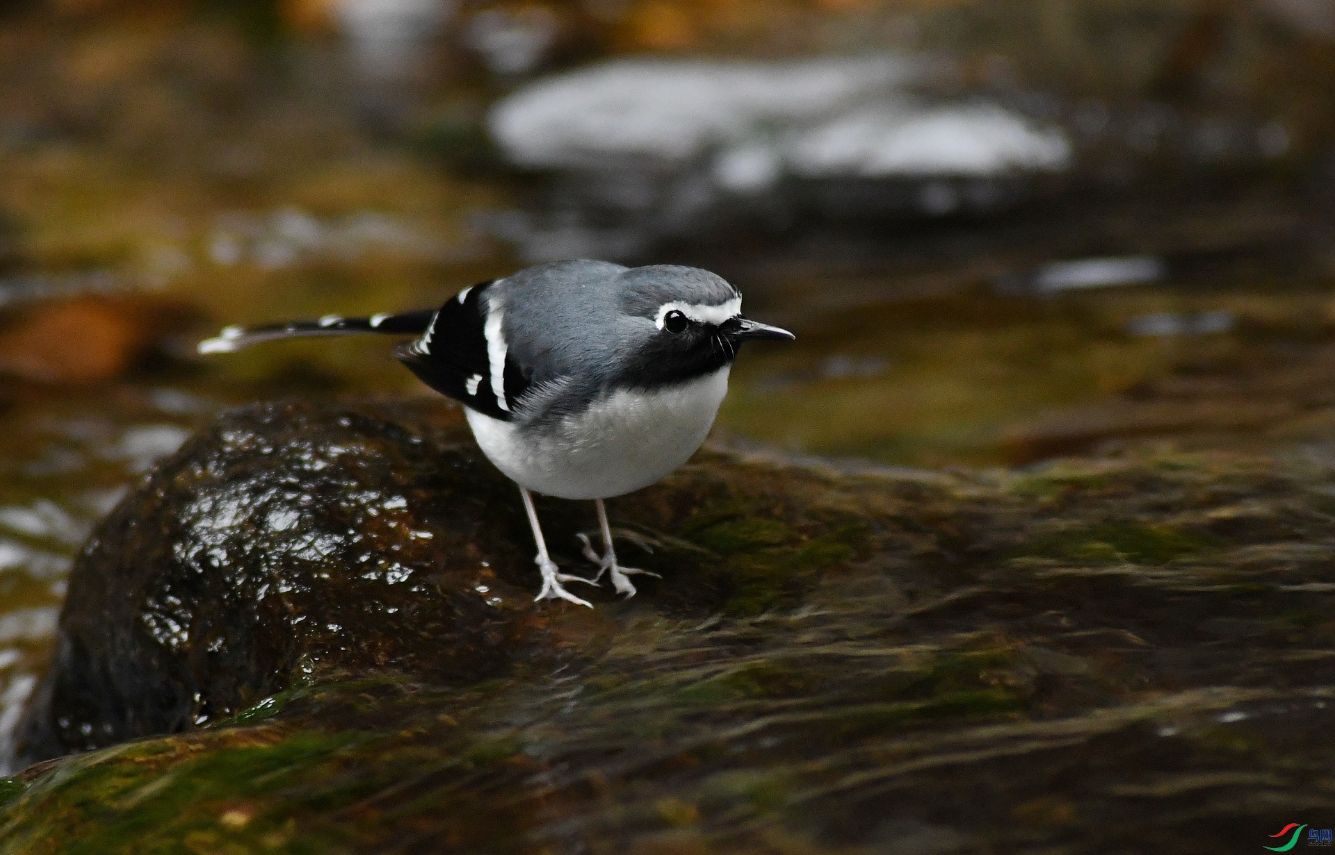 DSC_4339.jpg