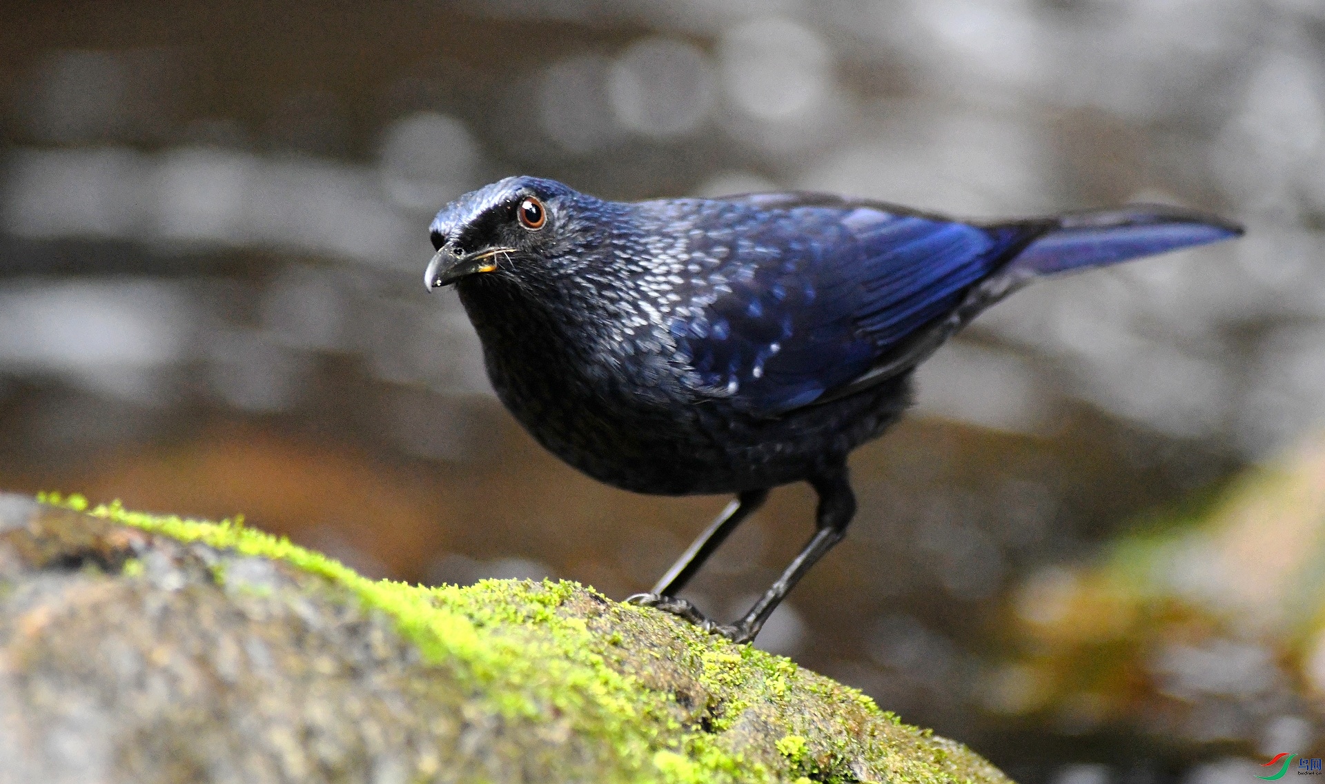 DSC_4404.jpg