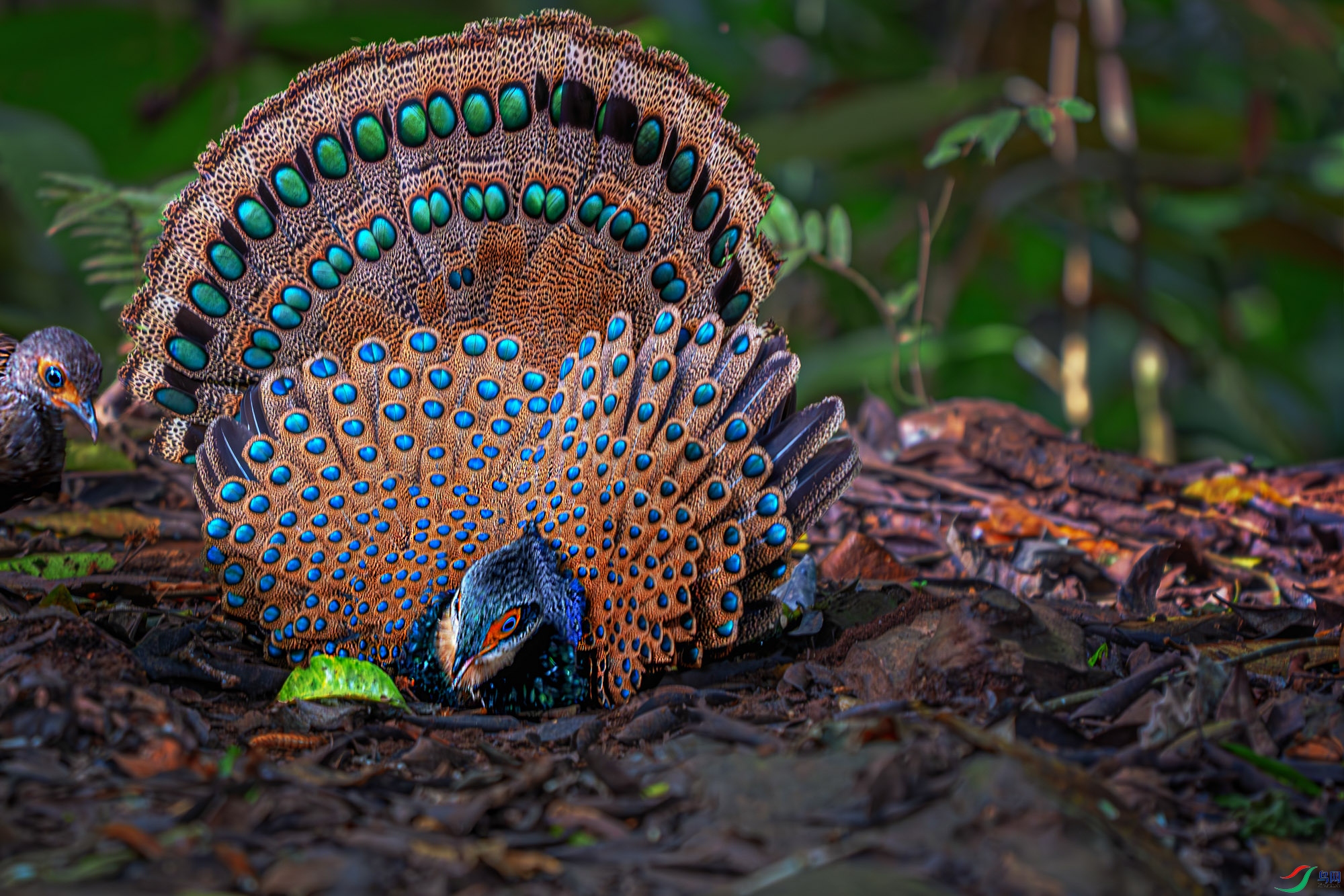 DSC_5214-����ǿ-NR ����_1.jpg