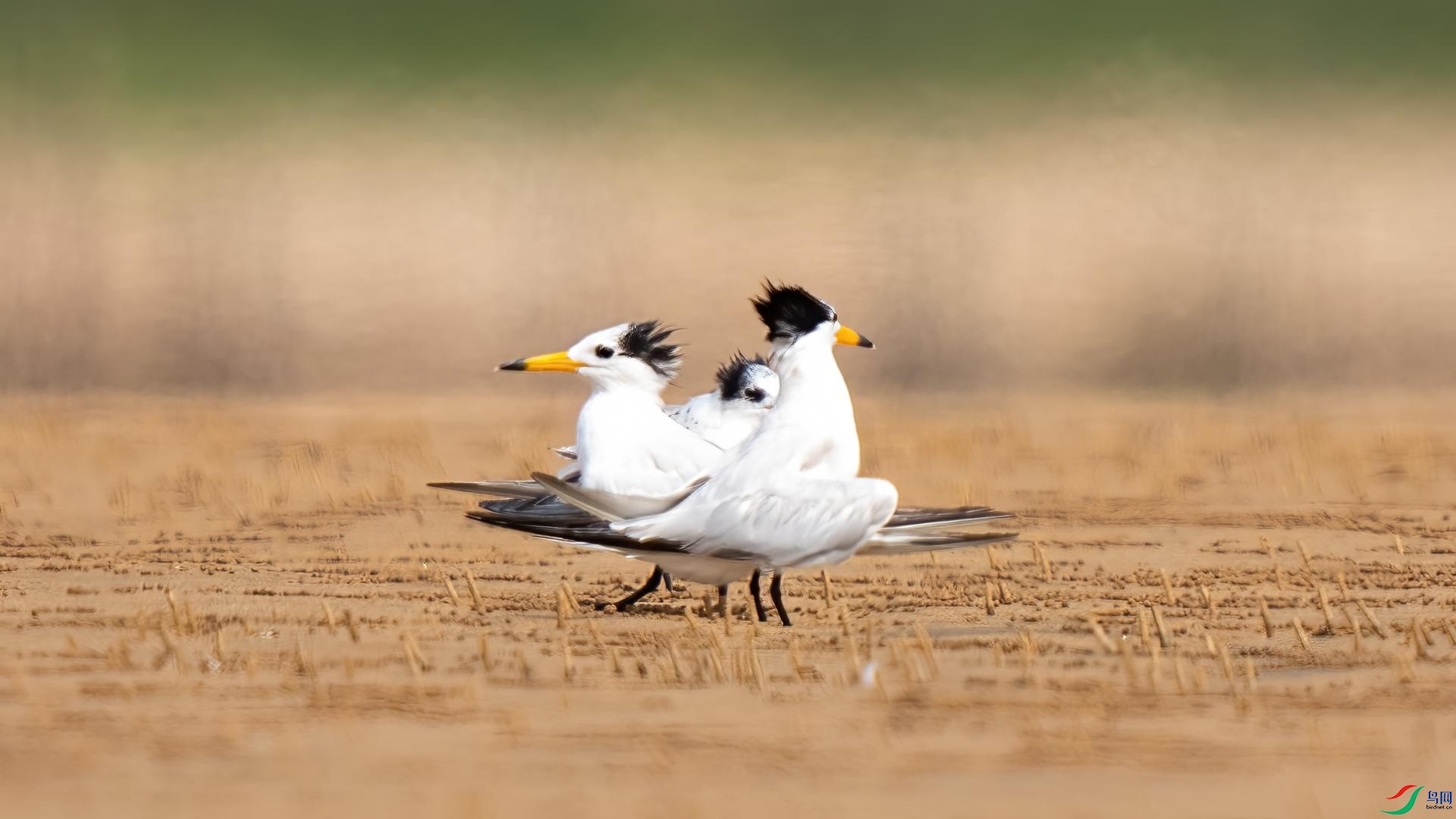 DSC06300 ����.jpg