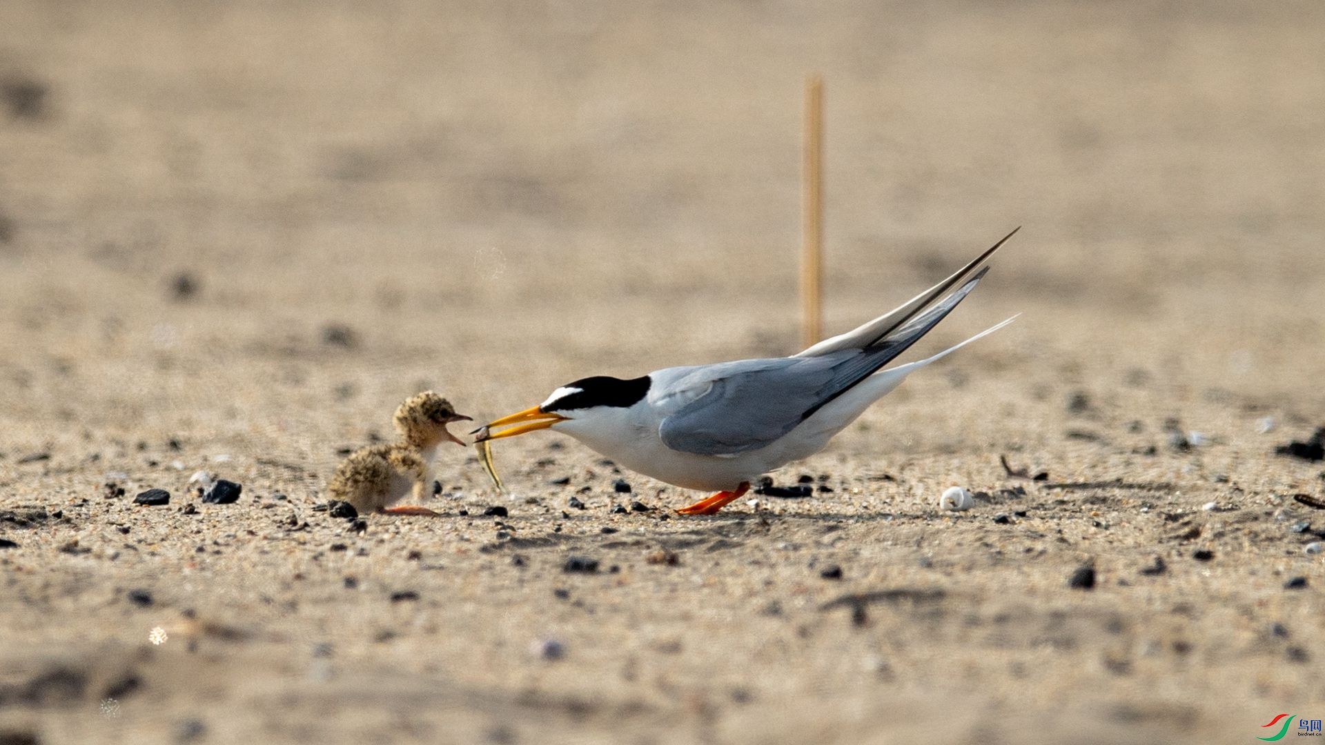 _WGB2306 ����.jpg