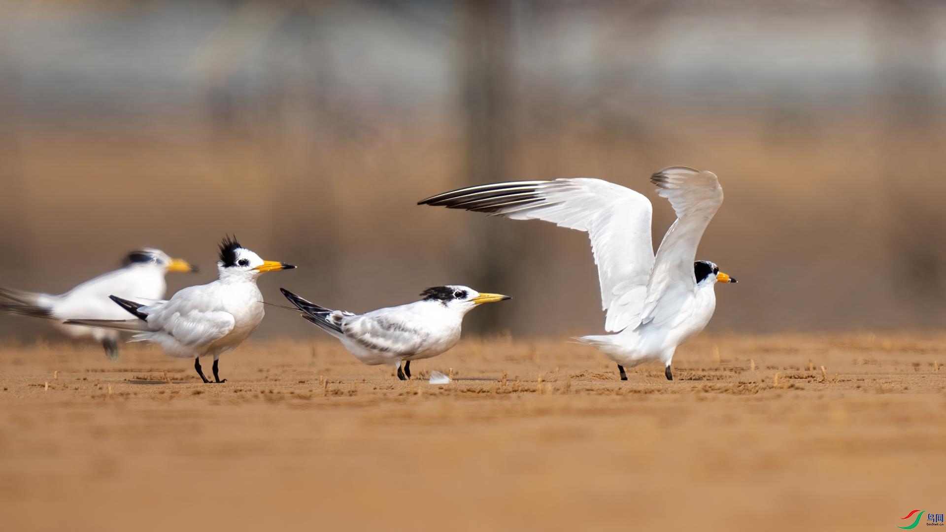 DSC06939 ����.jpg