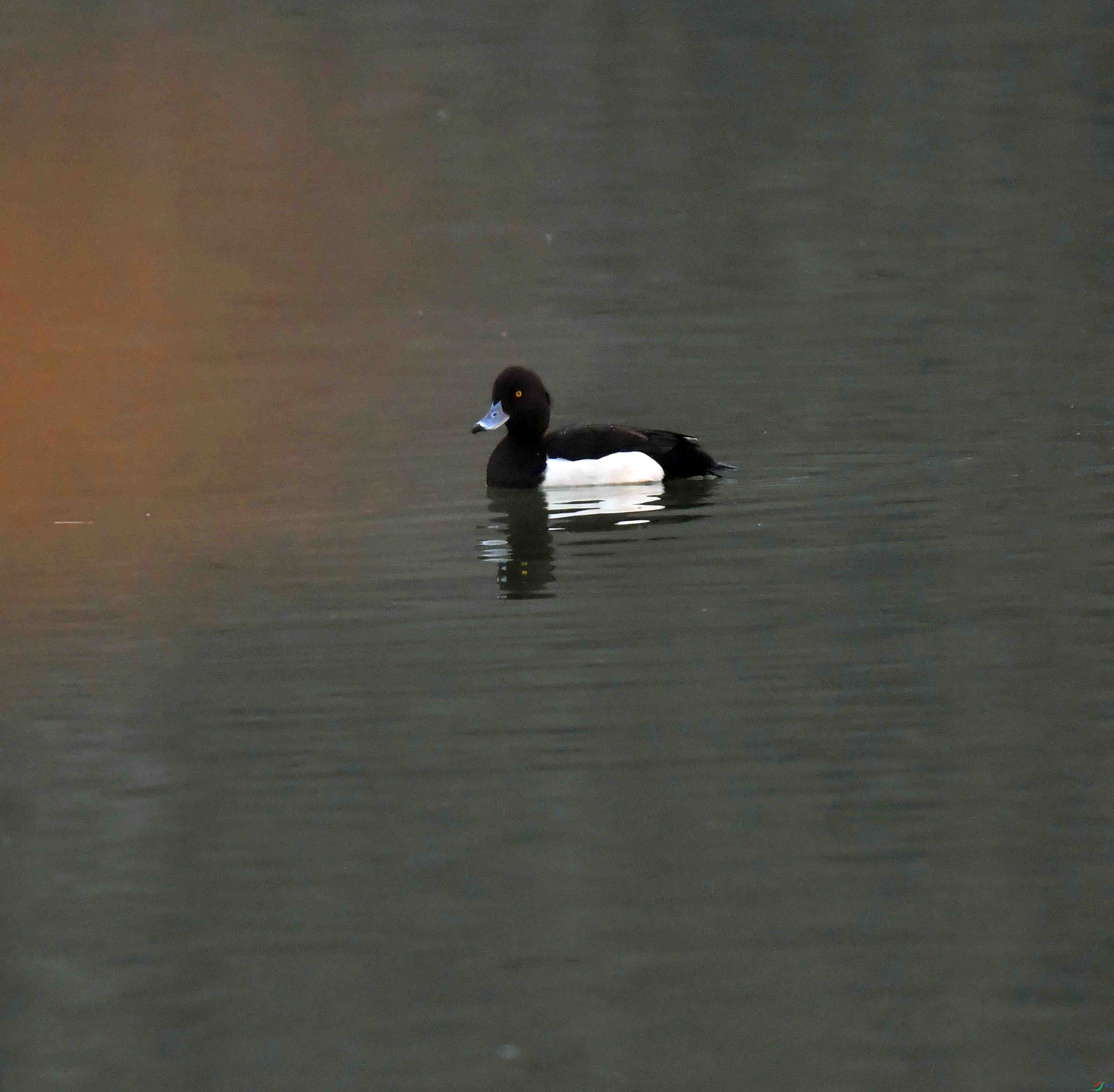 DSC_7109.JPG