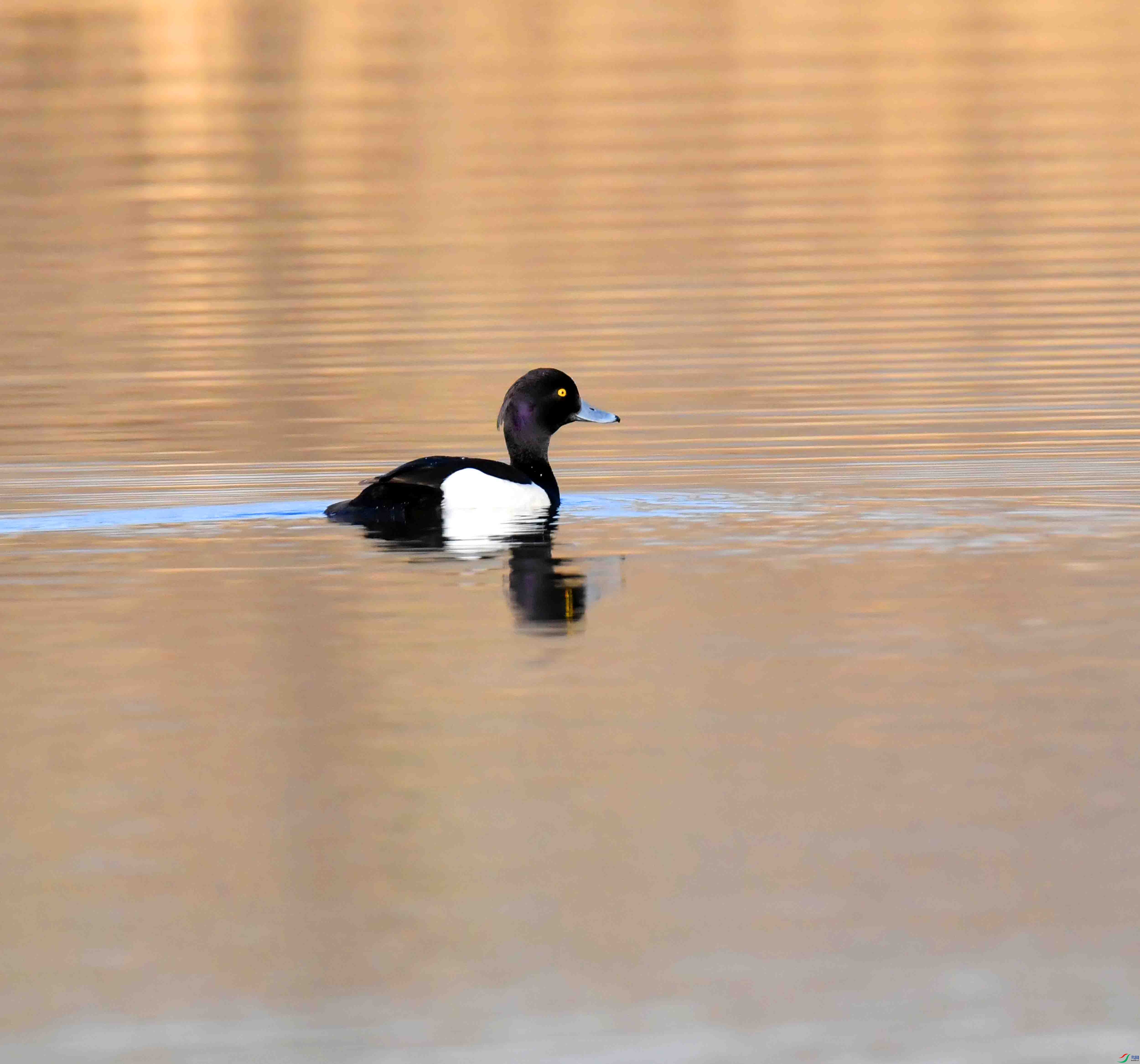 DSC_8323.JPG