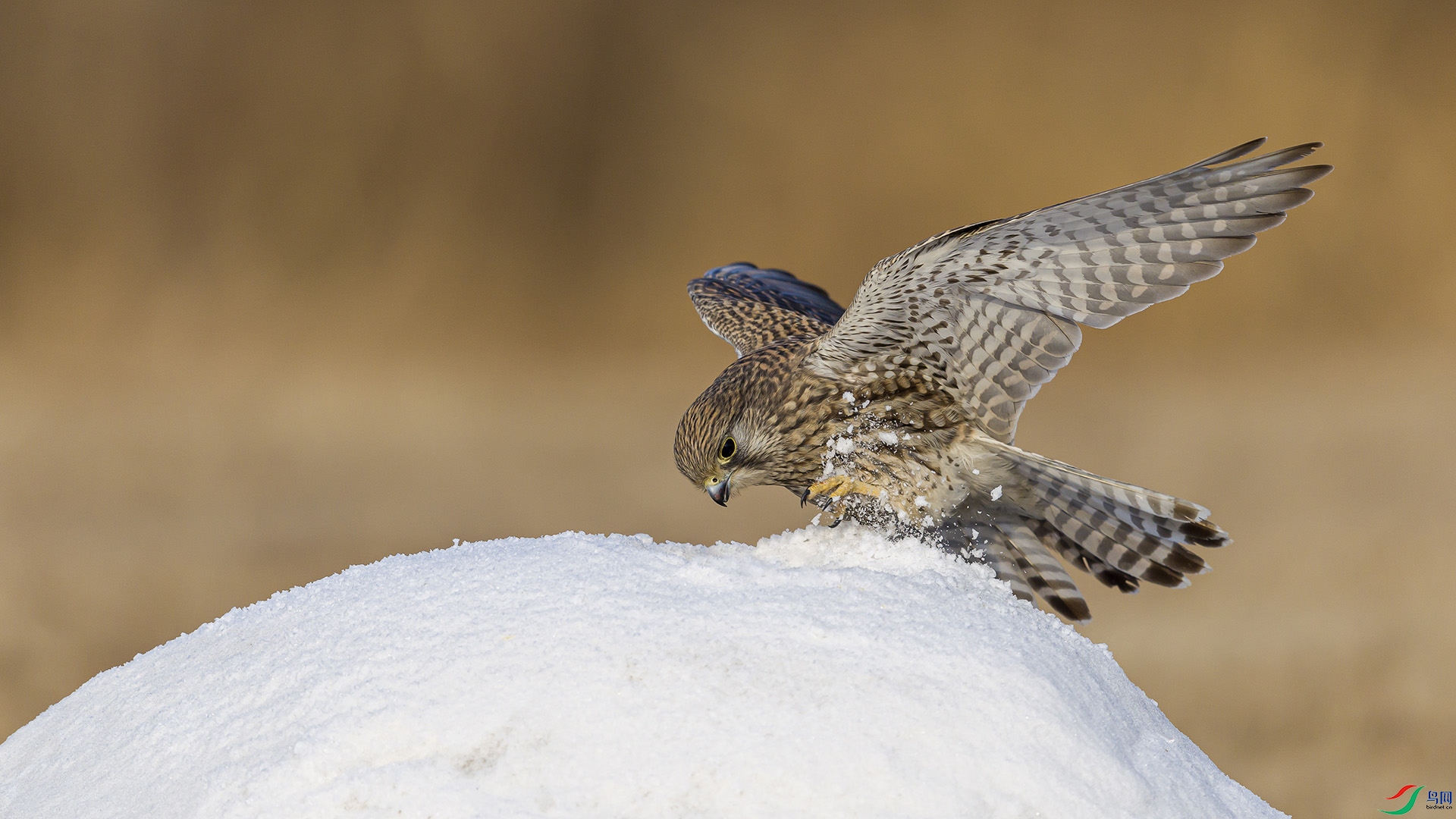 051A5450 ����n.jpg