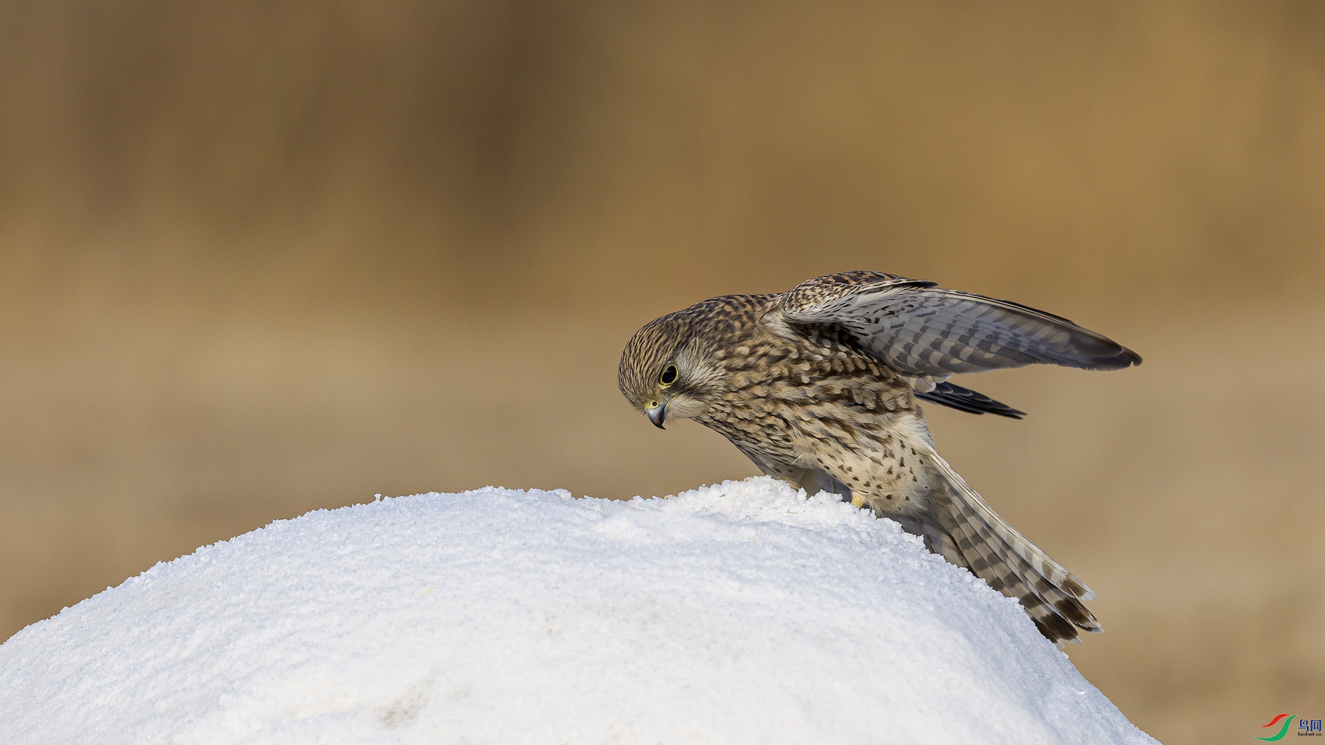 051A5447 ����n.jpg