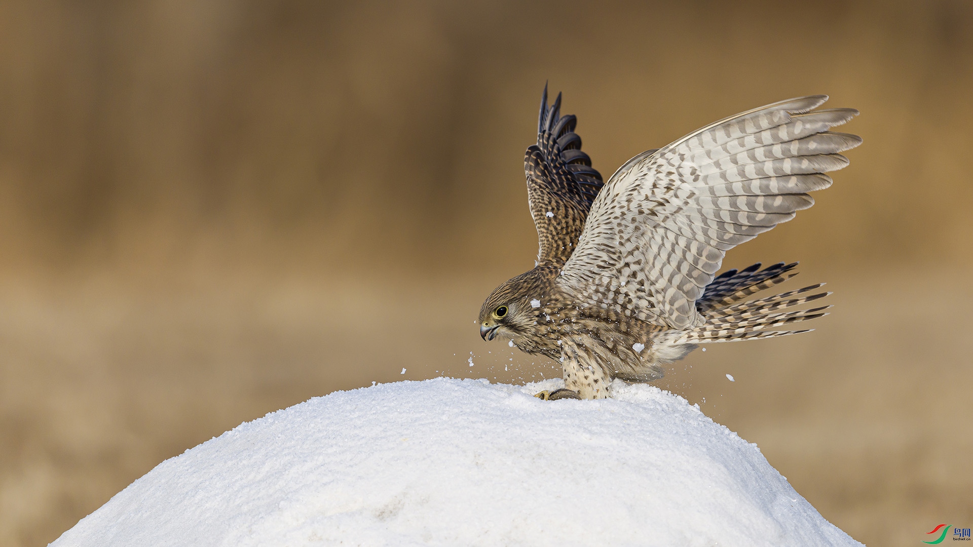 051A5452 ����n.jpg