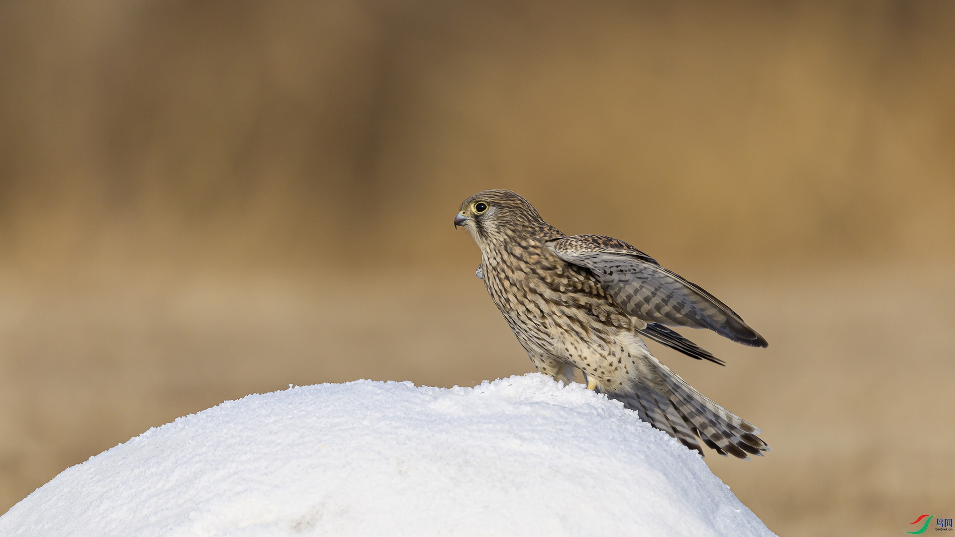 051A5420 ����n.jpg