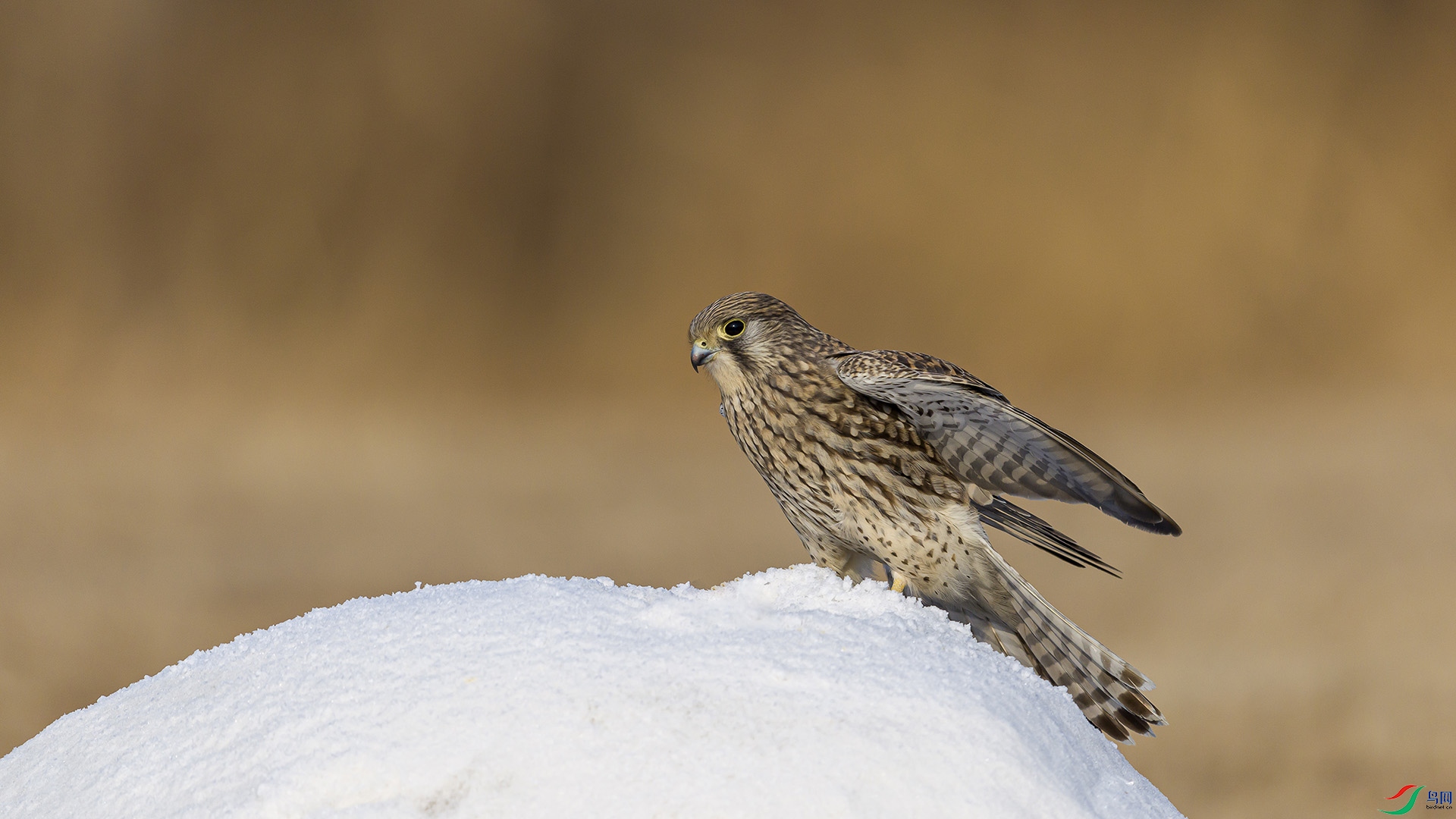 051A5435 ����n.jpg