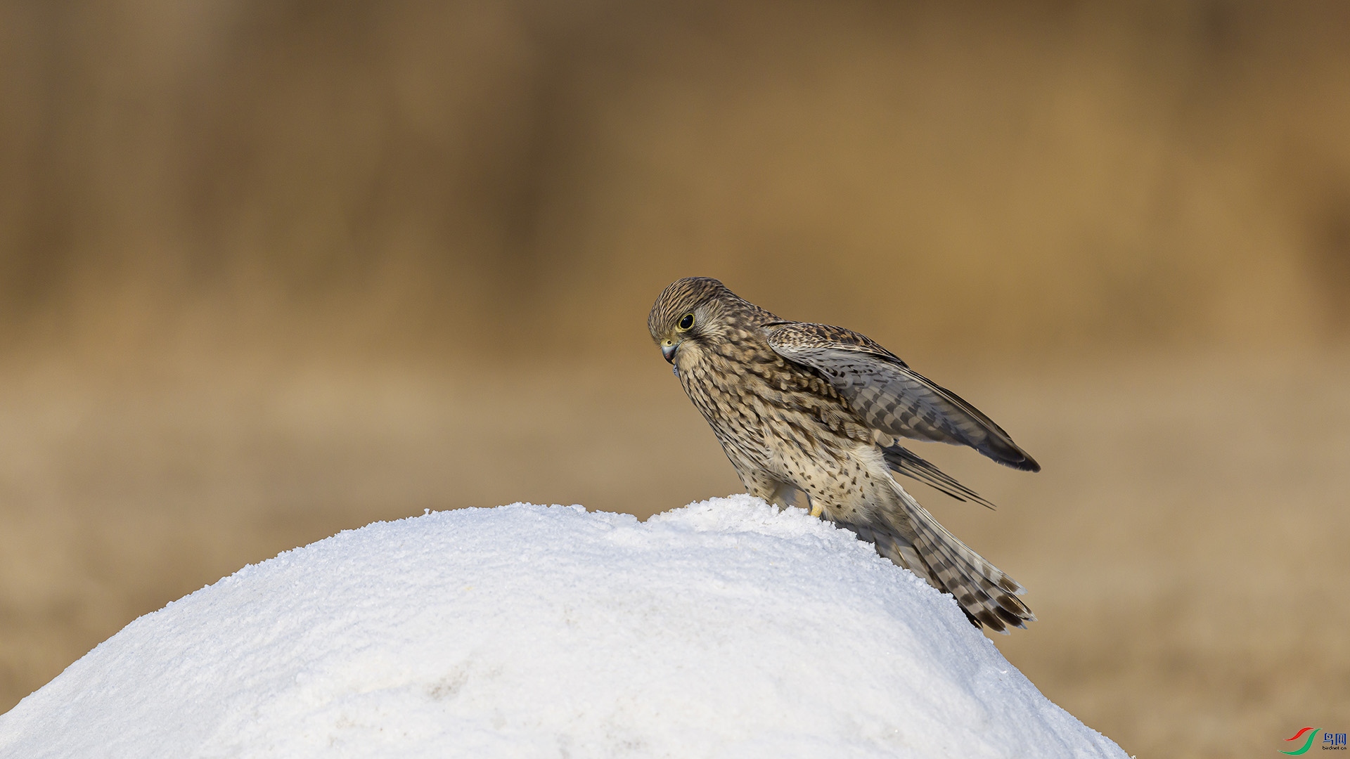 051A5441 ���� n.jpg