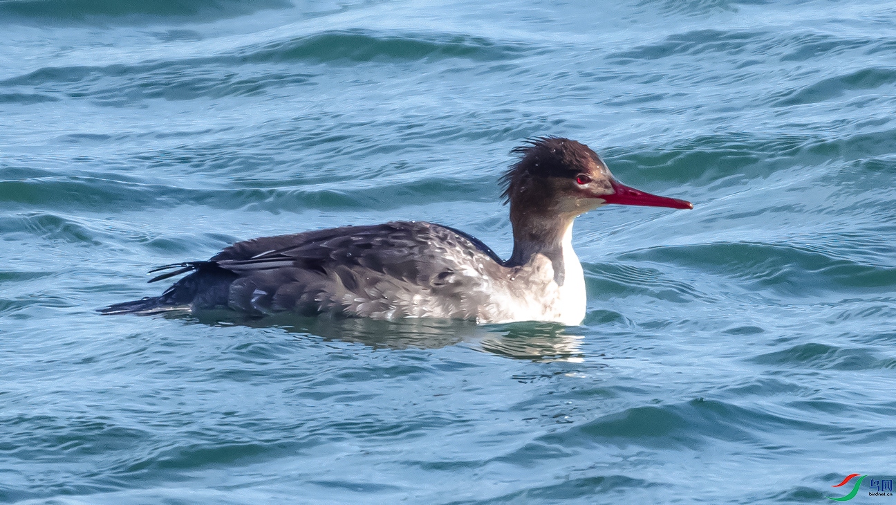 DSC_1857--.jpg