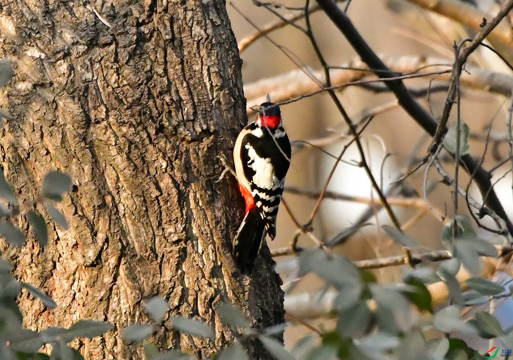 DSC_9724   ��.jpg