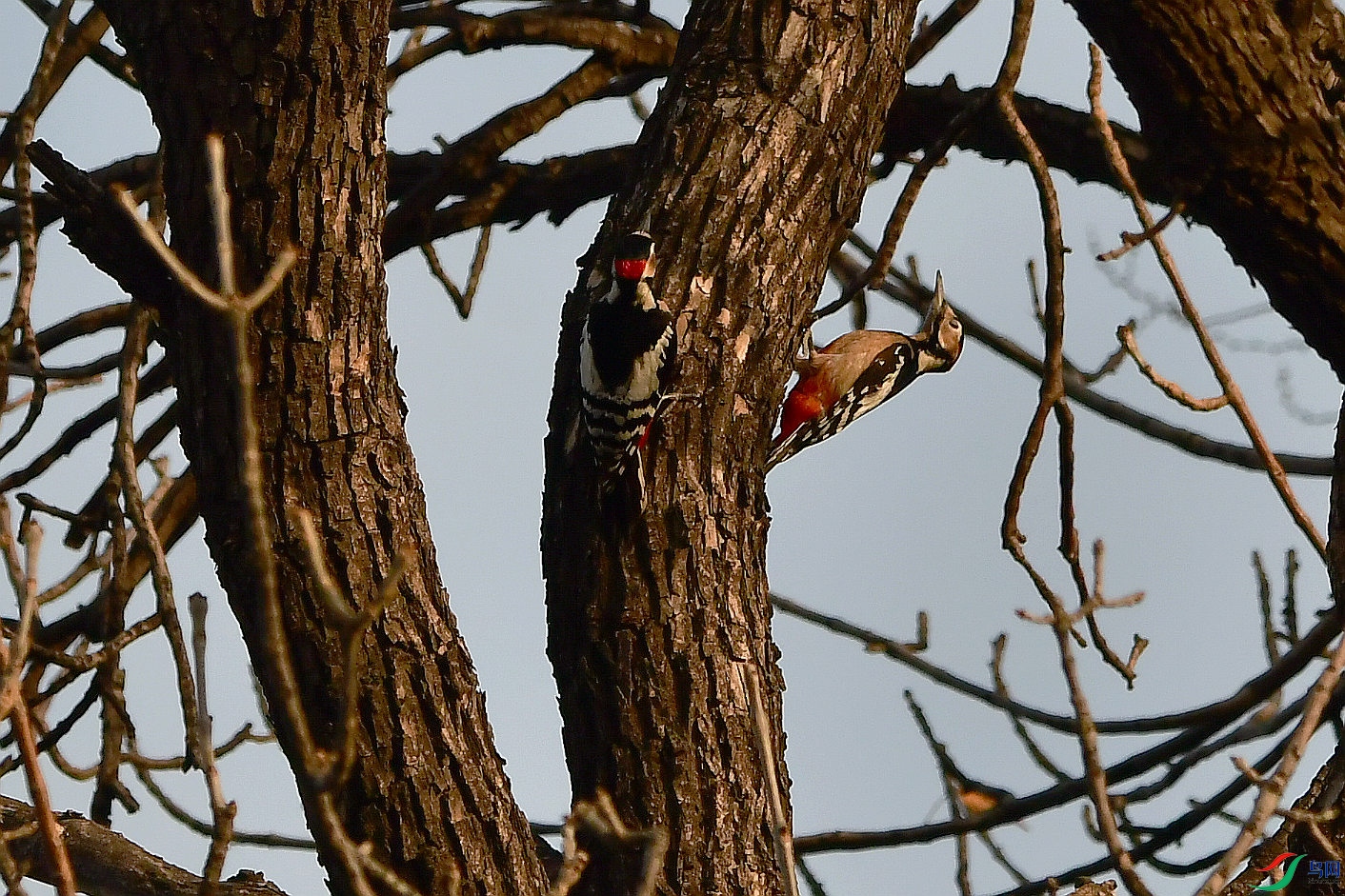 DSC_9552.JPG