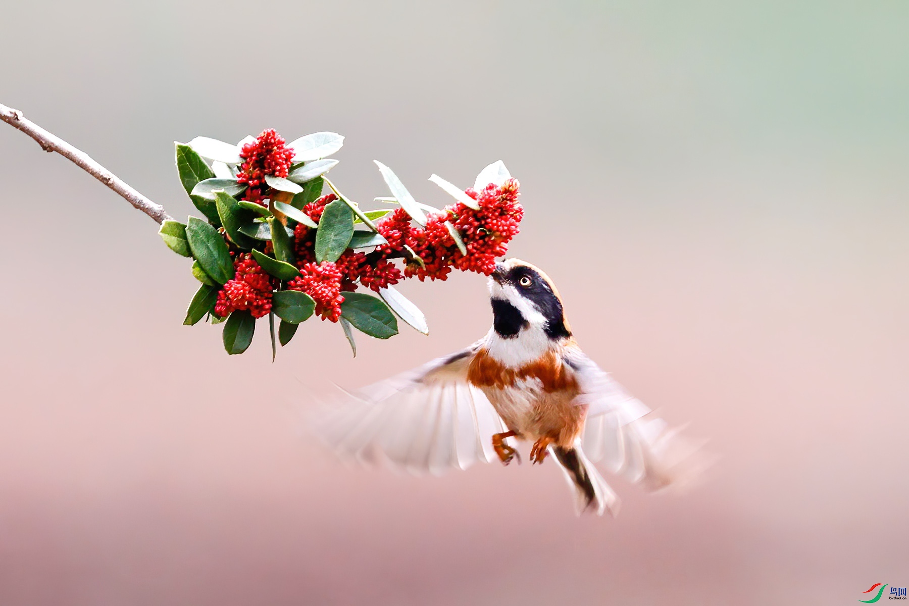 ��С����