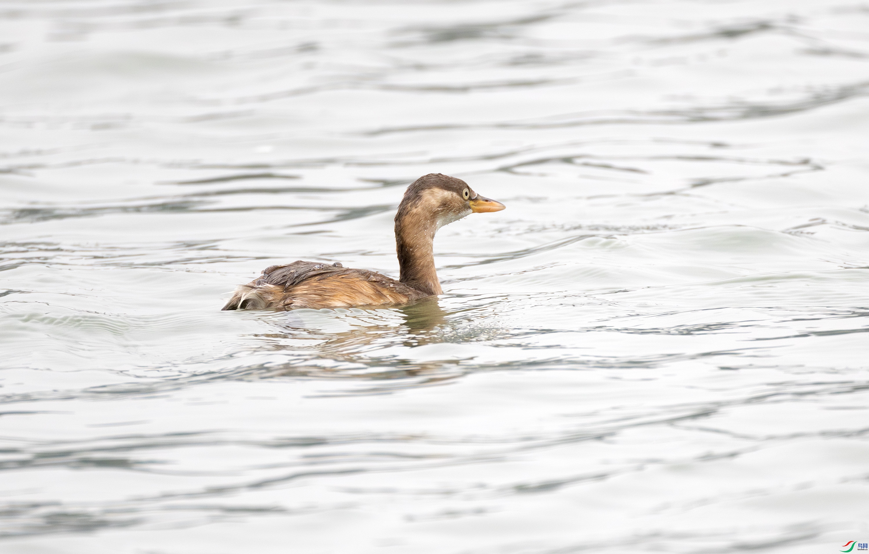 G47A0082-����ǿ-NR ����.jpg