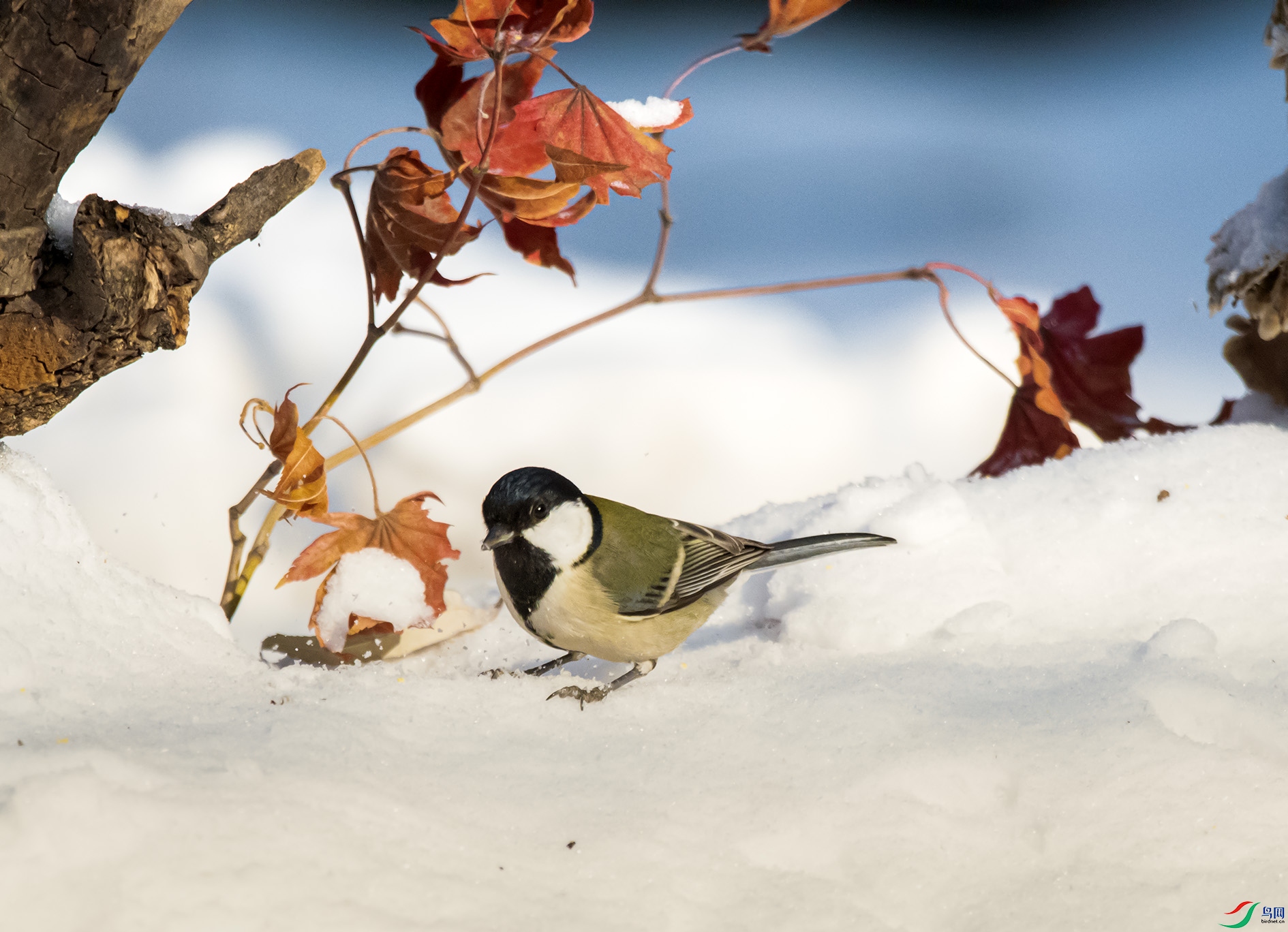 DSC_2388_��ͼ�� ����.jpg