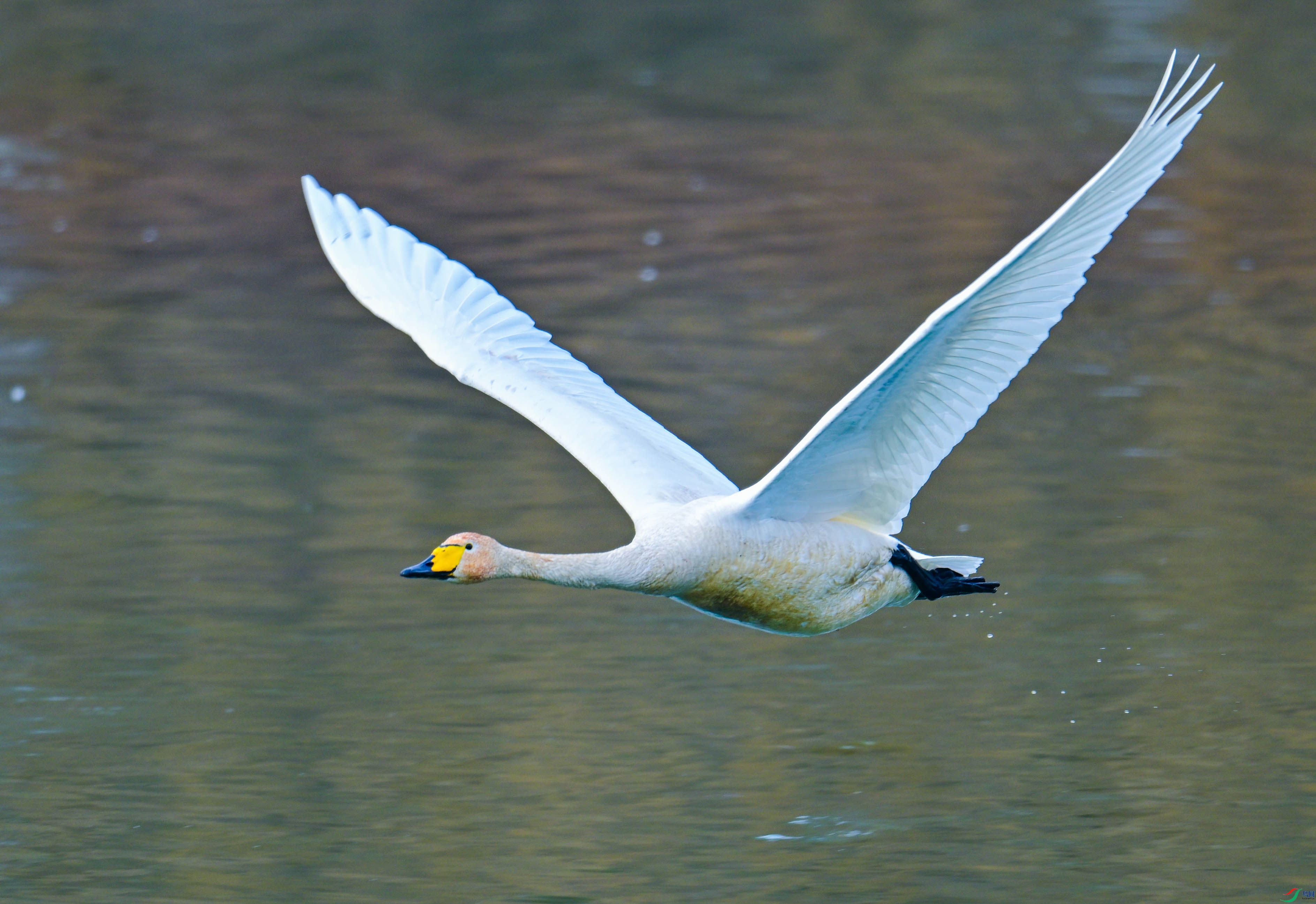 DSC_9118.JPG